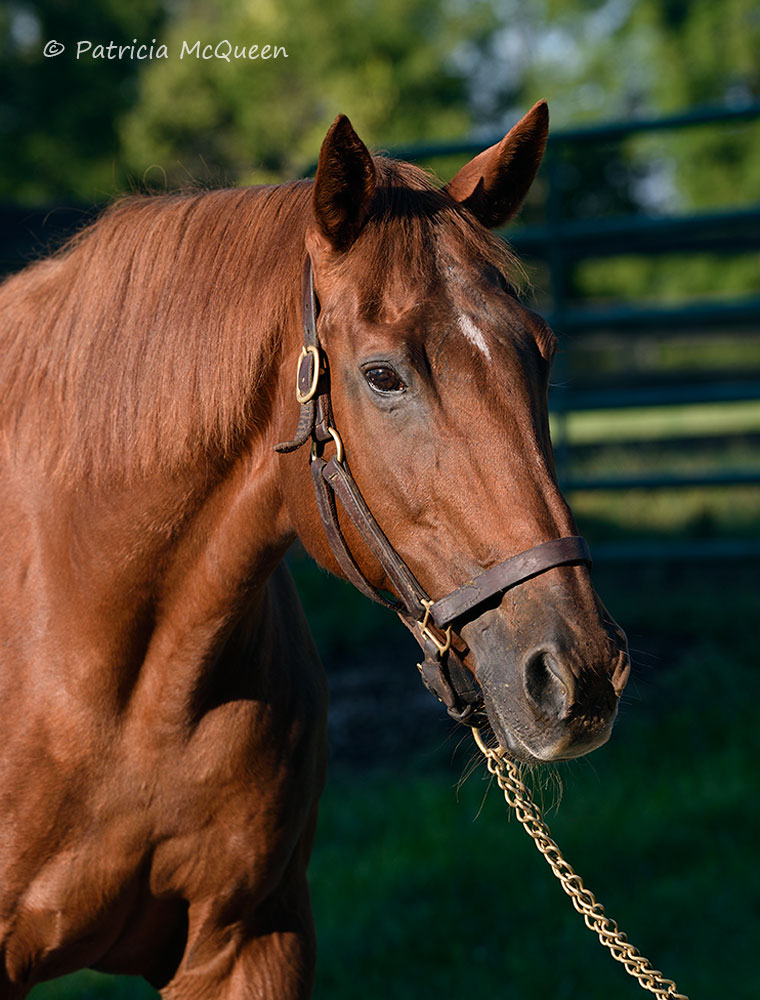 Happy in retirement: 30-year-old Ball Chairman at owner Charles Flipke’s farm in Kentucky. Photo: Patricia McQueen