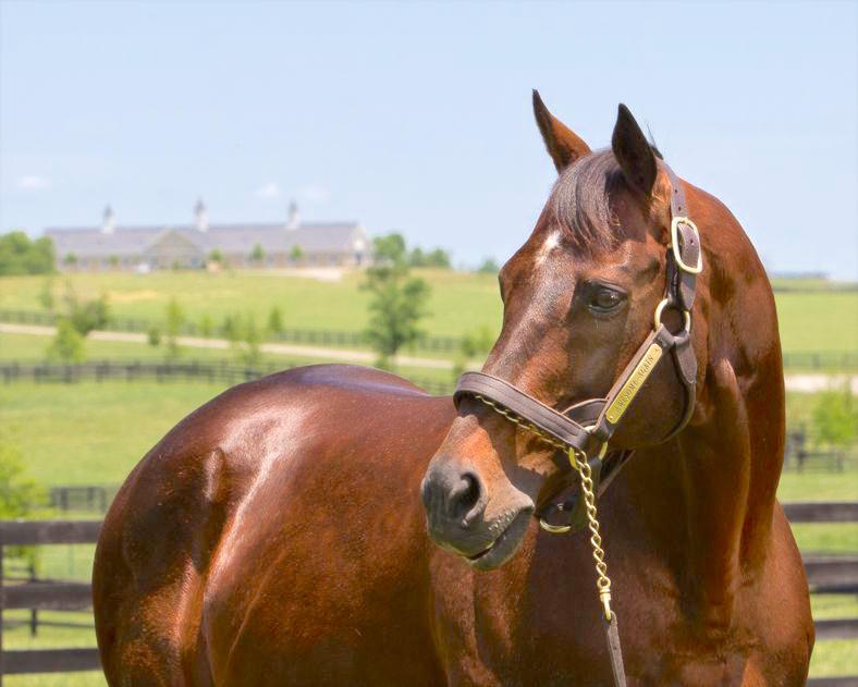 Awesome Again is still an active stallion at Adena Springs in Kentucky. His progeny include Ghostzapper, who was to win the BC Classic six years later. Photo: Adena Springs
