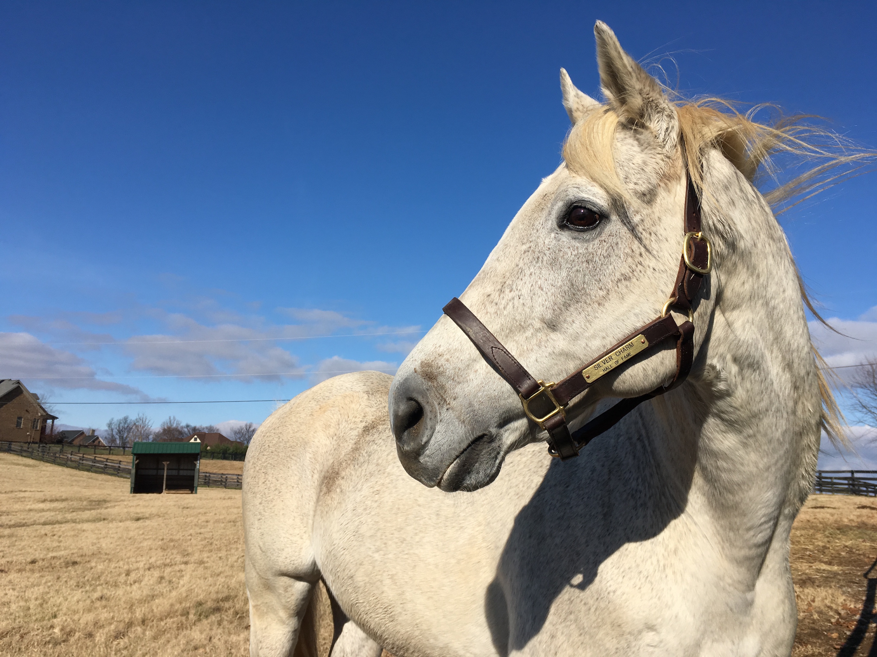 Silver Charm is now an equine ambassador at Old Friends in Kentucky. “We have a lot of stars, but we only really have one superstar, and it’s him,” said Michael Blowen, who founded Old Friends. Photo: Amanda Duckworth