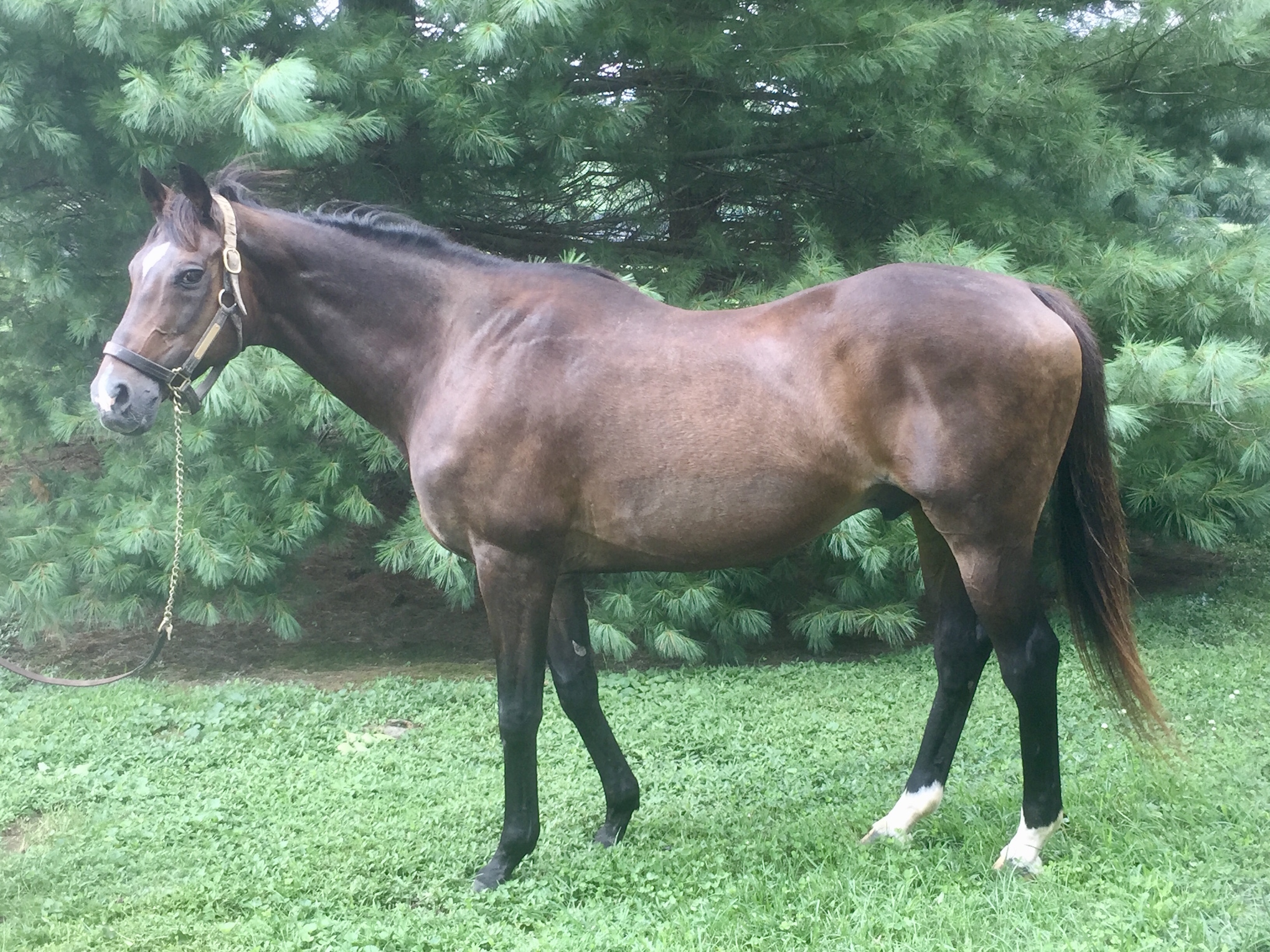 Swain pictured earlier this year at Shadwell Farm in Lexington, where he is spending his retirement. He is the only horse to win the King George VI and Queen Elizabeth Stakes twice (the other was Dahlia in 1973/4). Photo: Shadwell