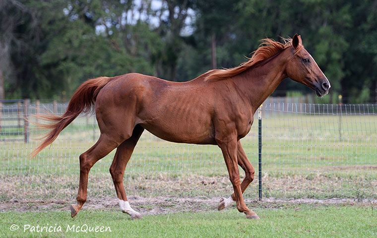 Secretariat’s Fire “loved being the star that she was”, says Shirley Bennett. Photo: Patricia McQueen