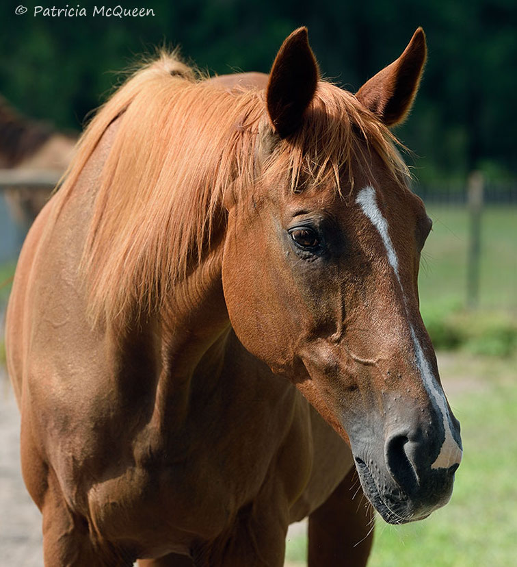 After she had stopped producing her own foals, Secretariat’s Fire was given the job of looking after weanlings. “She was a wonderful guardian and really enjoyed that,” says Shirley Bennett. Photo: Patricia McQueen