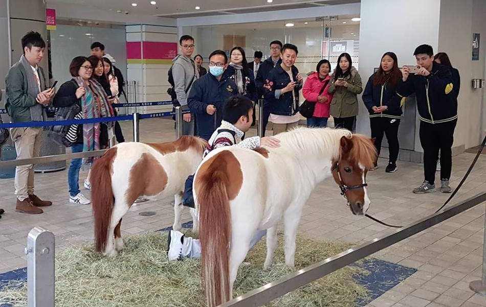 Even the grown-ups love having their pictures taken with the small ponies at Sha Tin. Photo: Kristen Manning