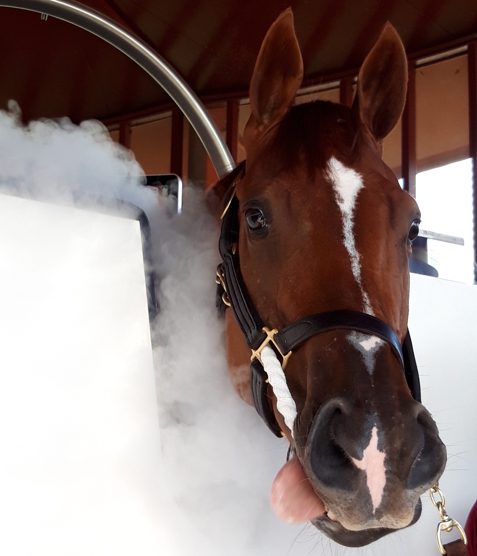 Cold comfort: Raven’s Corner enjoying a session in Satish Seemar’s Cryotherapy cabin. Photo: Laura King