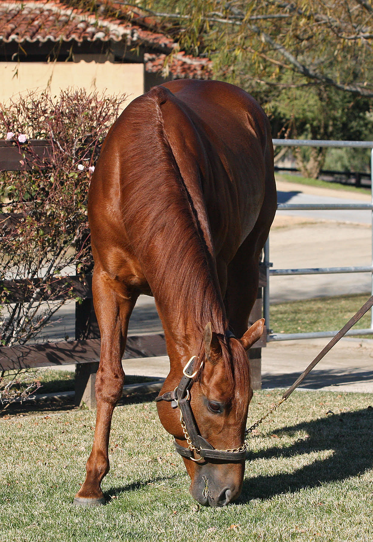 “He’s pretty smooth to handle, has a great personality, and is easy to be around,” Jimenez says of I’ll Have Another. Photo: Emily Shields