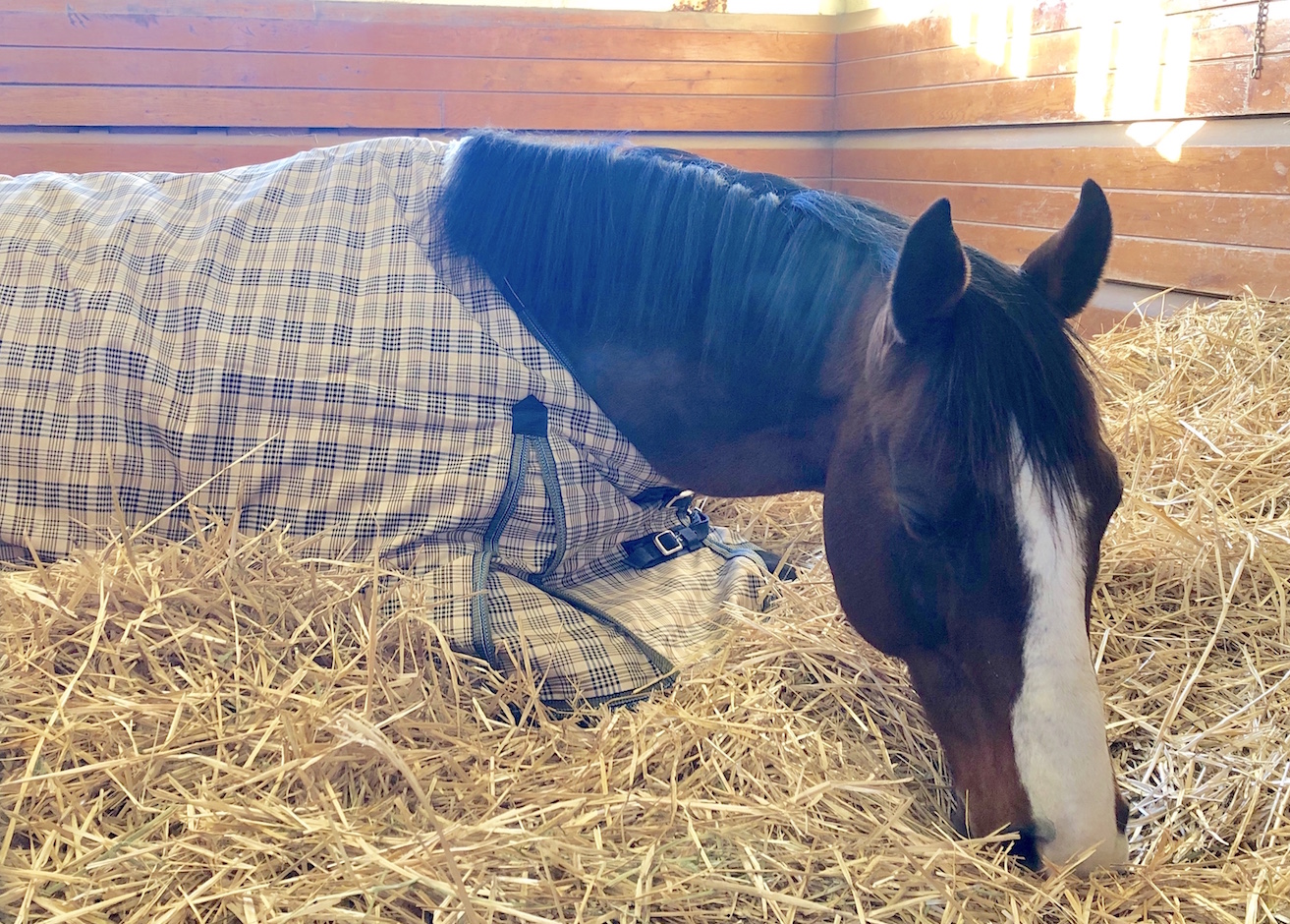 Keeping warm: successful Lane’s End sire Union Rags, whose pedigree traces back to one of the original stallions at the farm. Photo: Amanda Duckworth