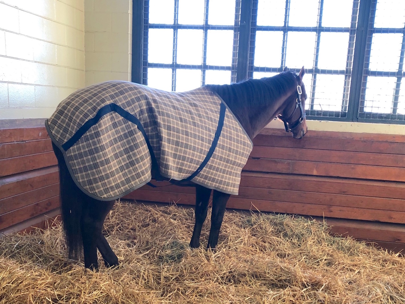 Weather watcher: Travers winner West Coast, a grandson of A.P. Indy, is one of the three big names new to Lane’s End this year. Photo: Amanda Duckworth