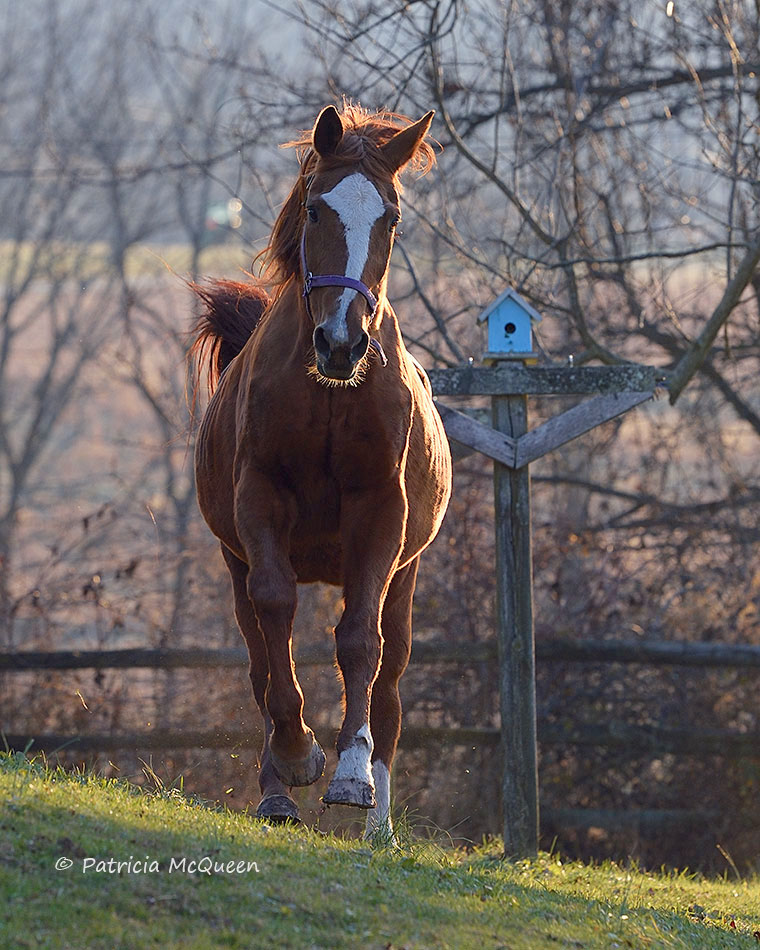 Trusted Company: finding out about her was a fluke, says Bev Dee, of Bright Futures Farm. Photo: Patricia McQueen