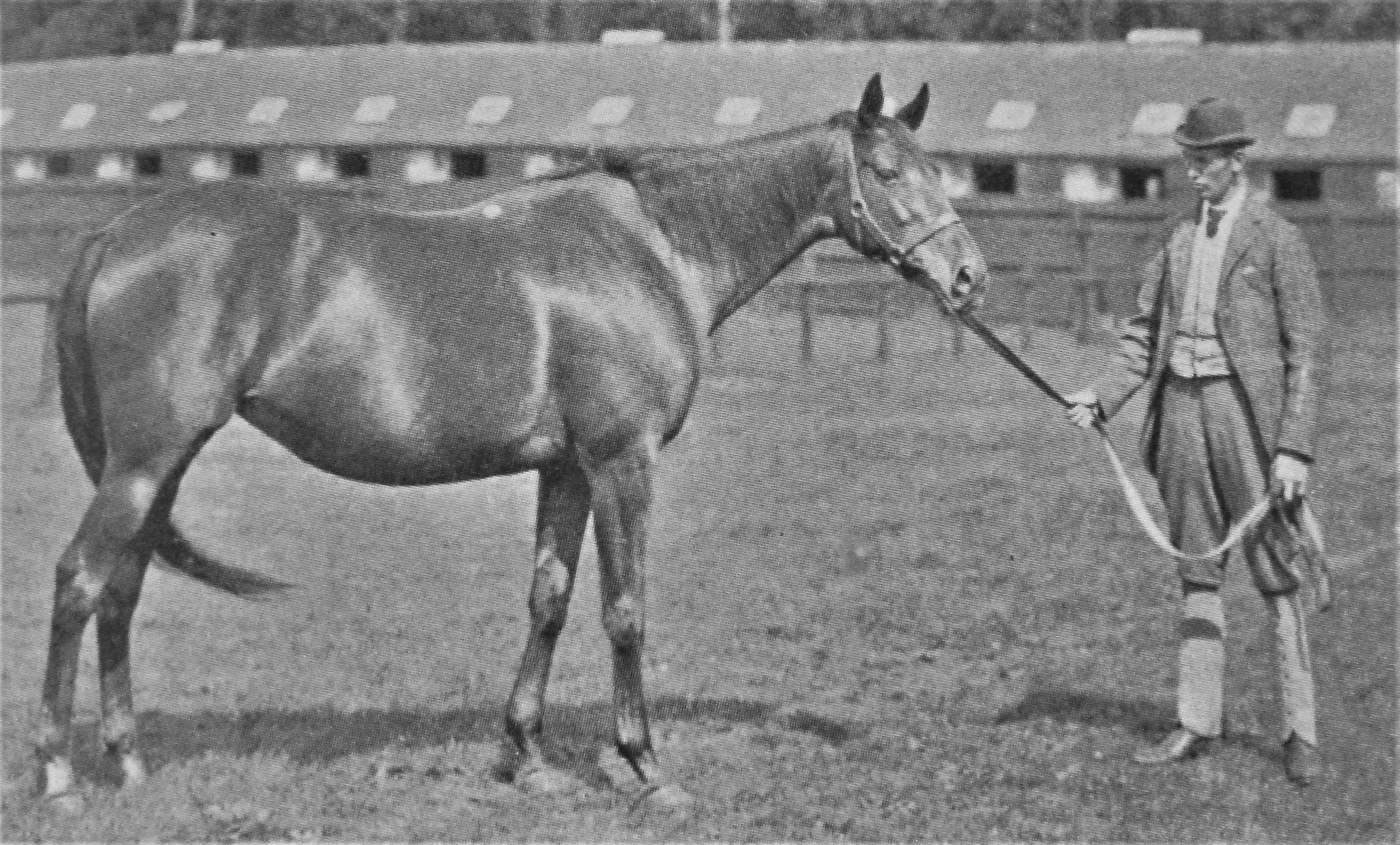 Busybody: Meddler’s dam won both the 1000 Guineas and the Oaks in 1884