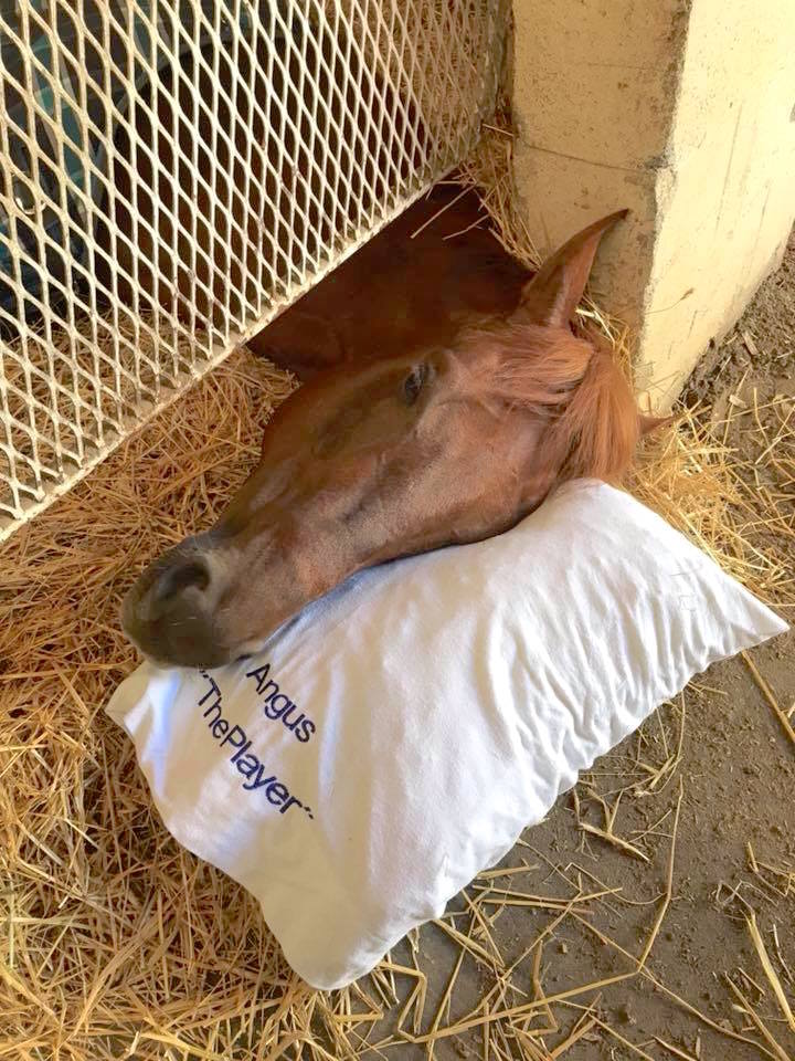 Head out under the stall - another routine position for ‘Angus’