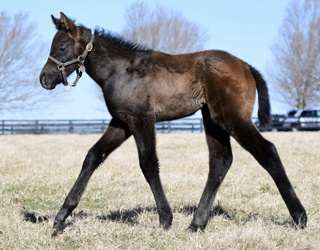 Rave review: Graded stakes-placed mare My Dear Venezuela foaled this Arrogate colt on January 25. “He’s beyond what I was hoping for,” says breeder Arthur Hancock. Photo: Juddmonte Farms