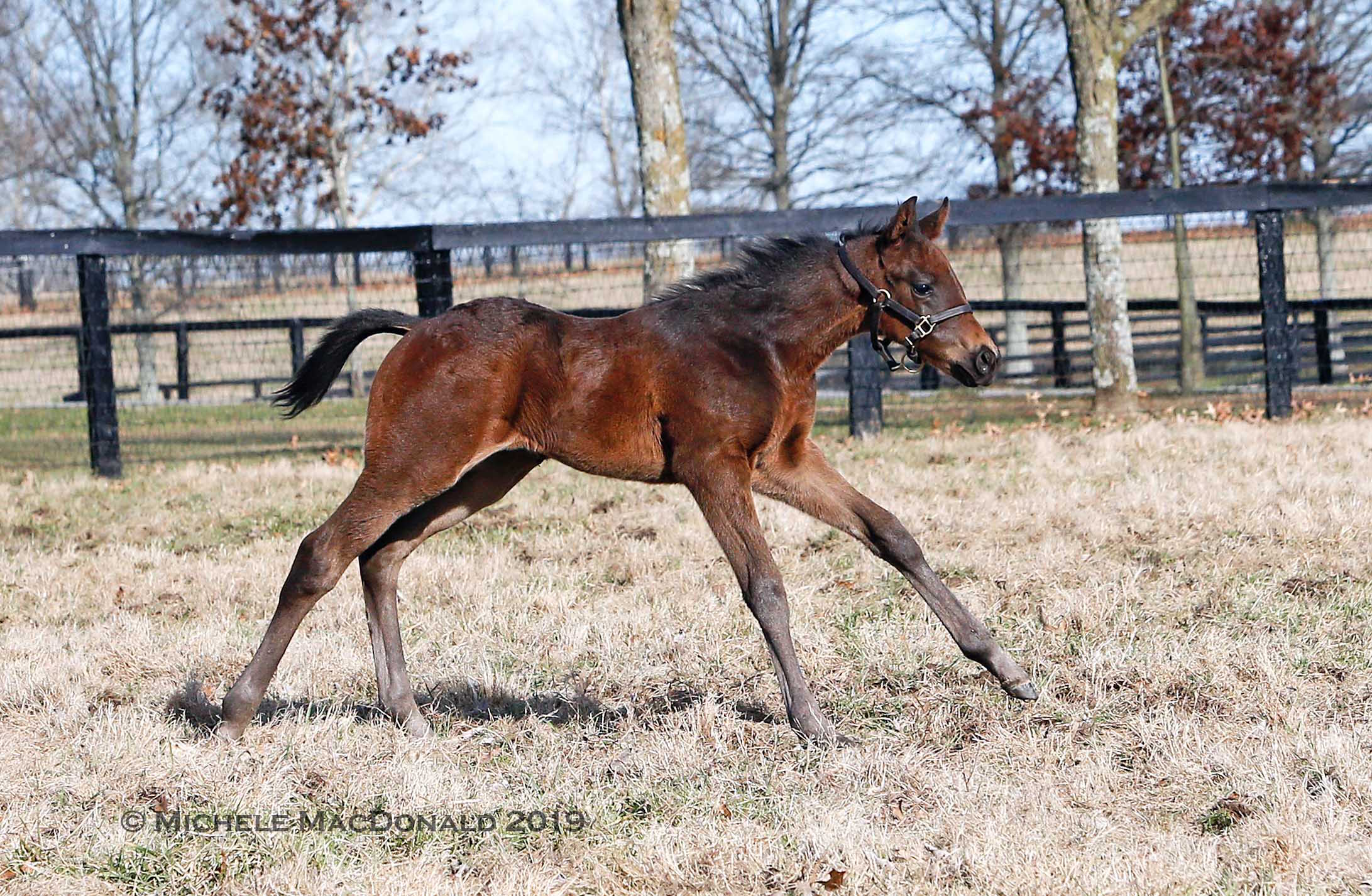 This young son of multiple G1 winner Paulassilverlining “is an absolutely beautiful colt, as strong as he can be”, says Juddmonte’s Leif Aaron. Photo: Michele MacDonald