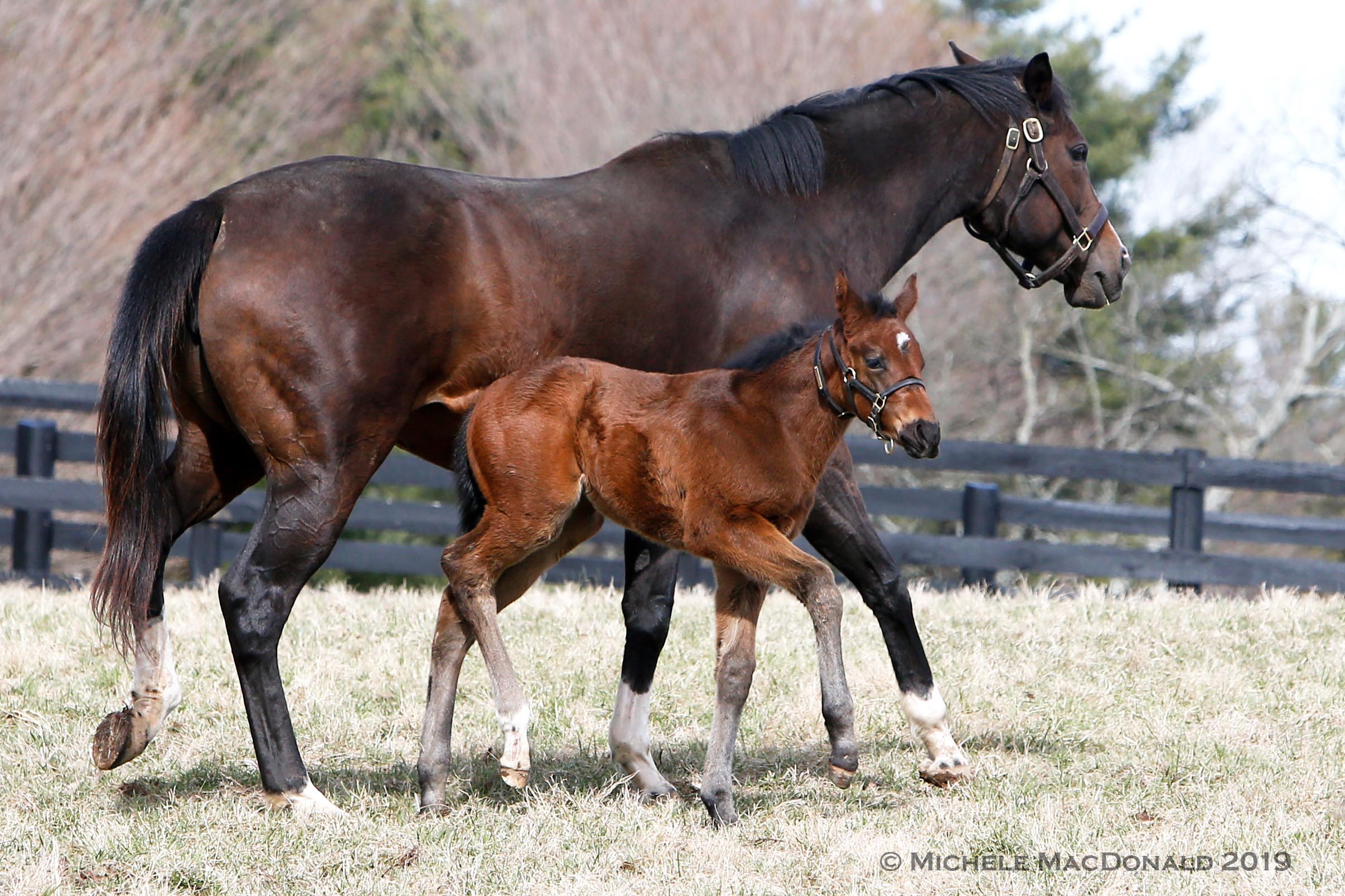 Songbird and her foal: “She hasn’t taken a wrong step,” says breeder Wayne Sweezey. “She’s just a really, really nice foal.” Photo: Michele MacDonald