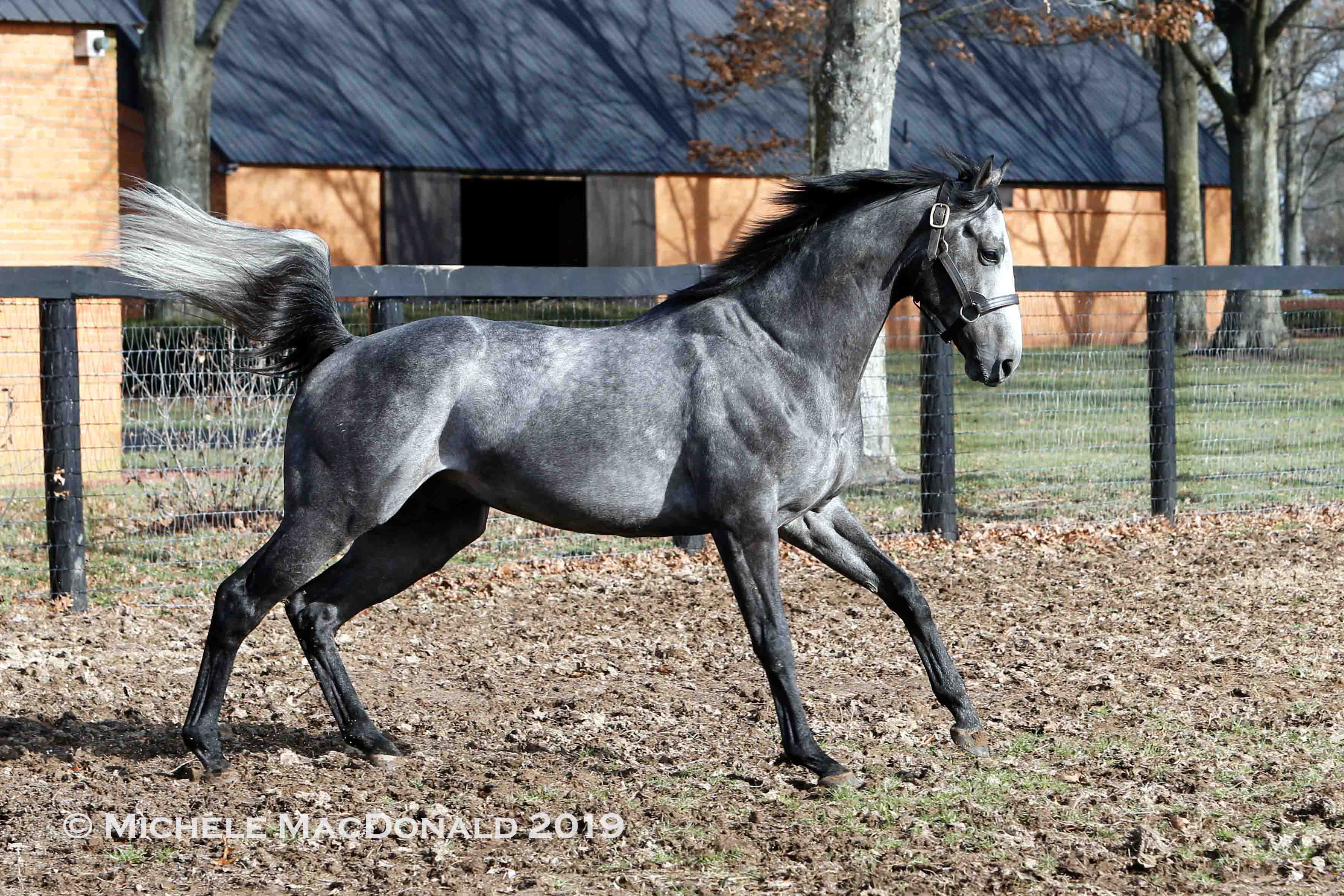 Arrogate: “He can get bored out in the paddock after a while,” says  Juddmonte’s Garrett O’Rourke. “Yet, when he got his test mares bred in January, and mares started to arrive at the breeding shed in February, he was just loving being busy again.” Photo: Michele MacDonald