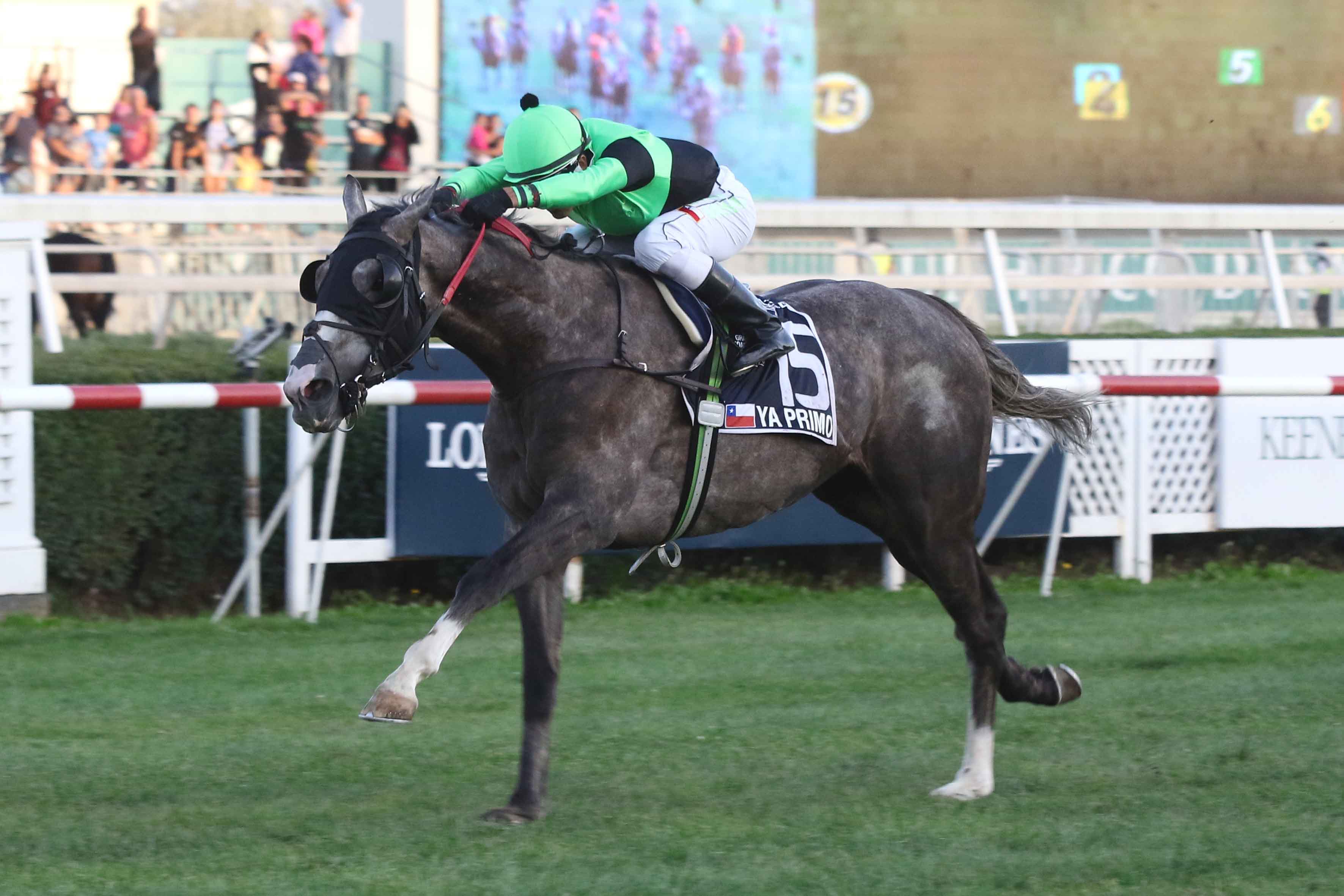 Ya Primo winning at Club Hipico in Santiago on Sunday. “I think he’s very good … The sky’s the limit,” says Javier Carvallo, vice chairman of the racecourse and a partner in Ya Primo. Photo: Club Hipico