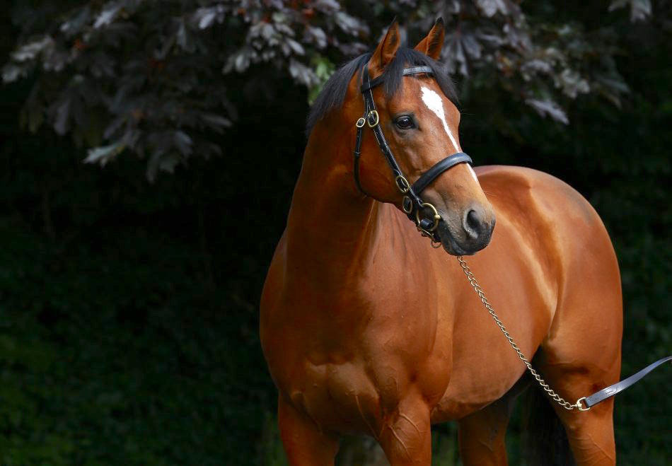 Many experts believe the 2015 2000 Guineas winner Gleneagles will end 2019 as champion first season sire. Photo: Coolmore.com