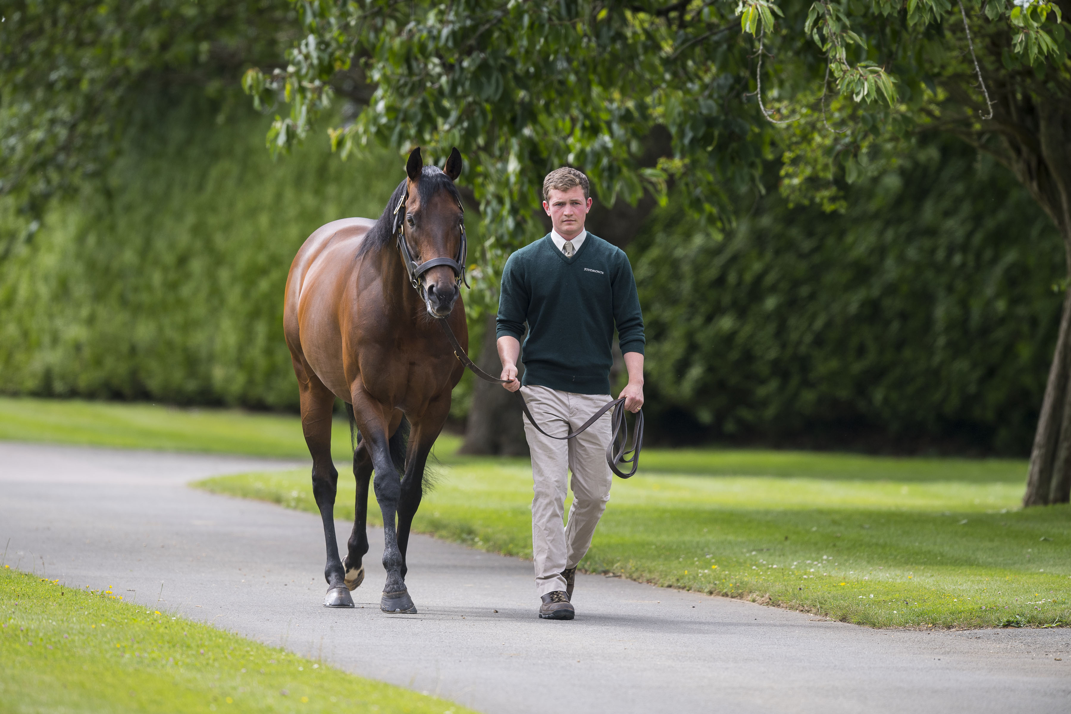 Kingman, one of the most exciting recent additions to Britain’s stallion ranks, has two progeny on offer at the sale. Photo: Bronwen Healy/Juddmonte Farms