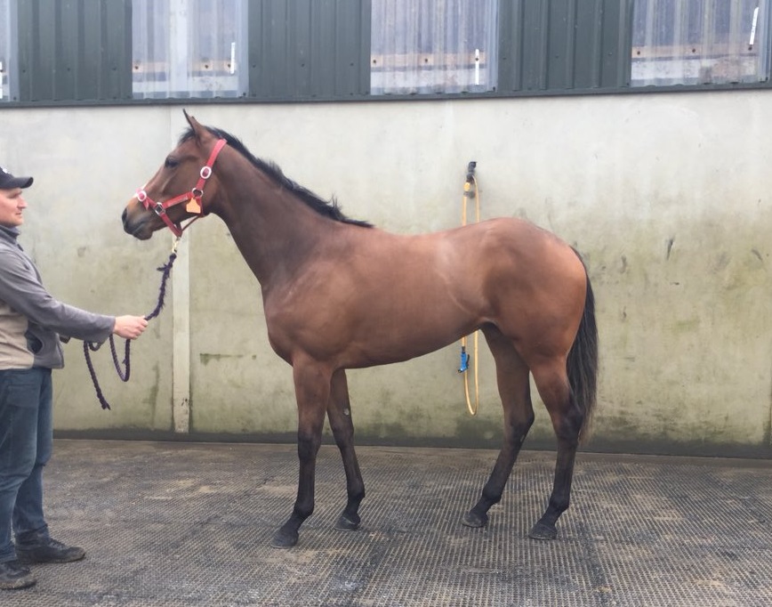 This Kodiac filly out of Good Clodora is a half-sister to the lightning-quick Ardad, who was joint sale-topper three years ago. Photo: Tally Ho Stud