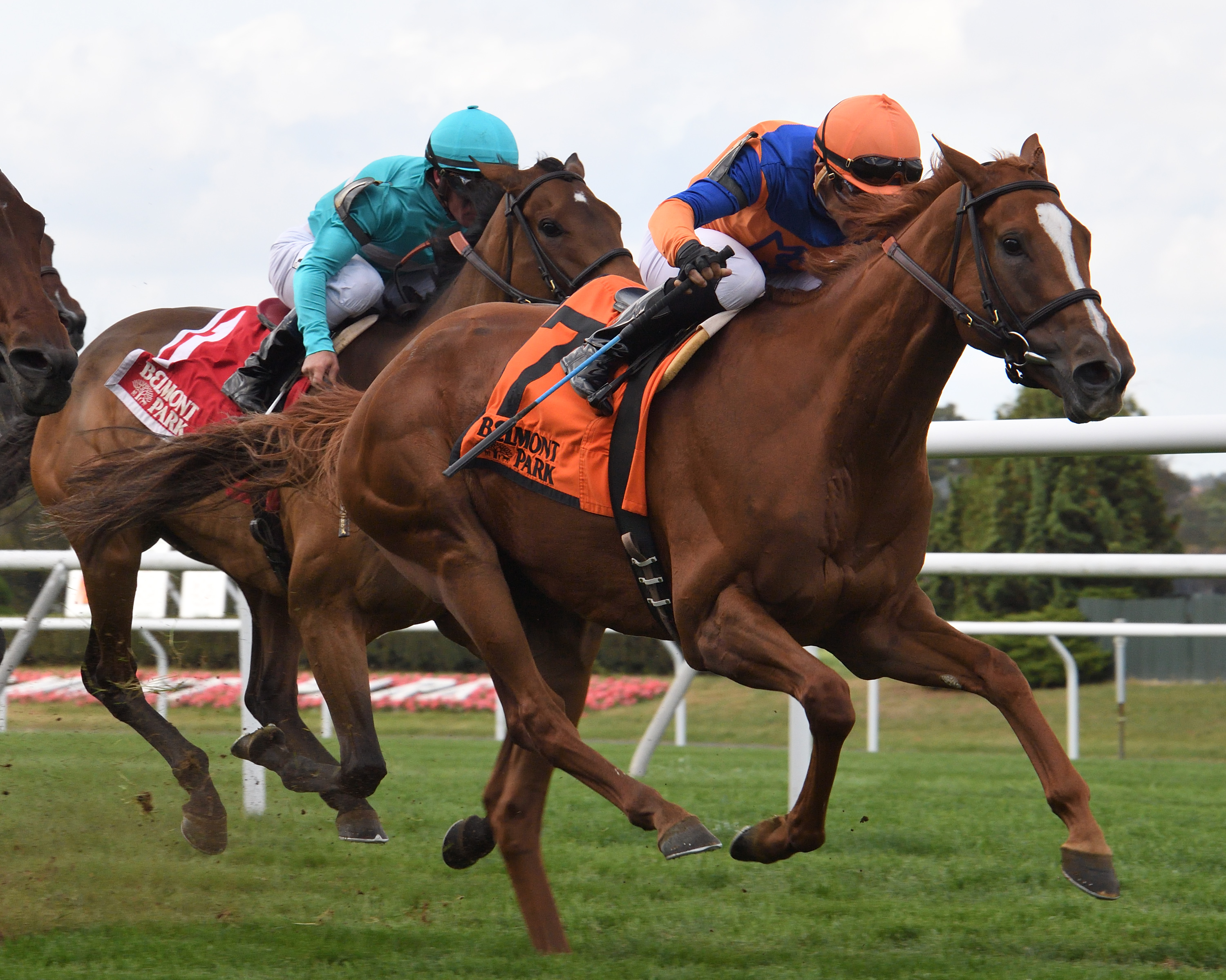 Off Limits, whose Zoffany half-brother is entered for the sale, is pictured winning the G3 Athenia Stakes at Belmont Park in 2017. Photo: Robert Mauhar