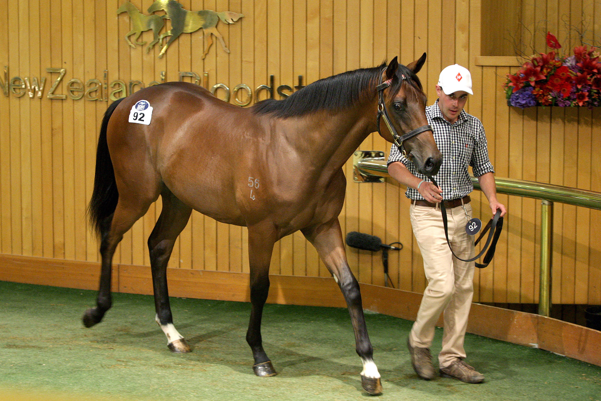 Furore as a yearling at the New Zealand Bloodstock National Yearling Sales. Photo: Trish Dunell