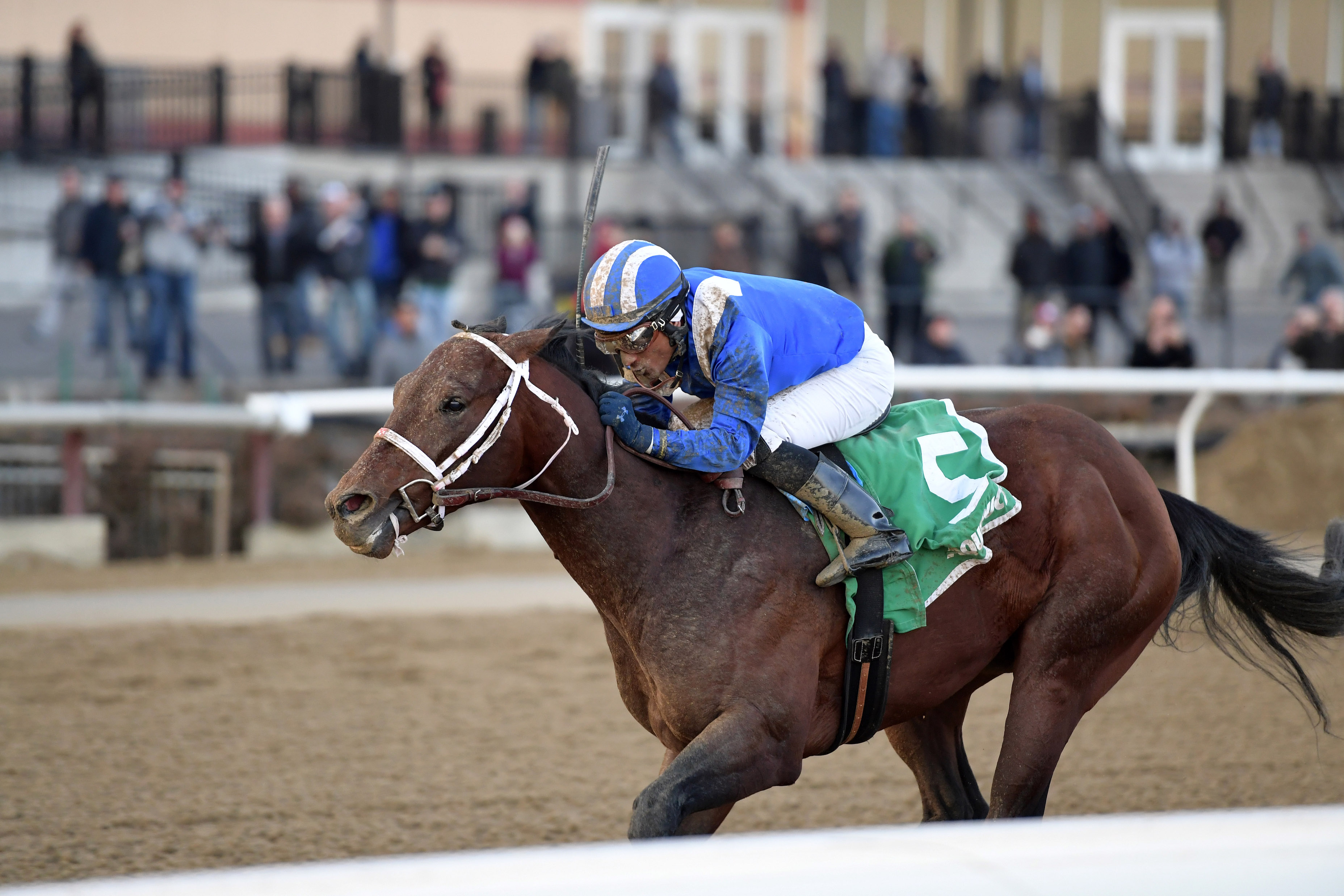 Haikal winning the Gotham: “We feel like nine furlongs shouldn’t be a problem on April 6 in the Wood Memorial,” says McLaughlin. Photo: Joe Labozzetta