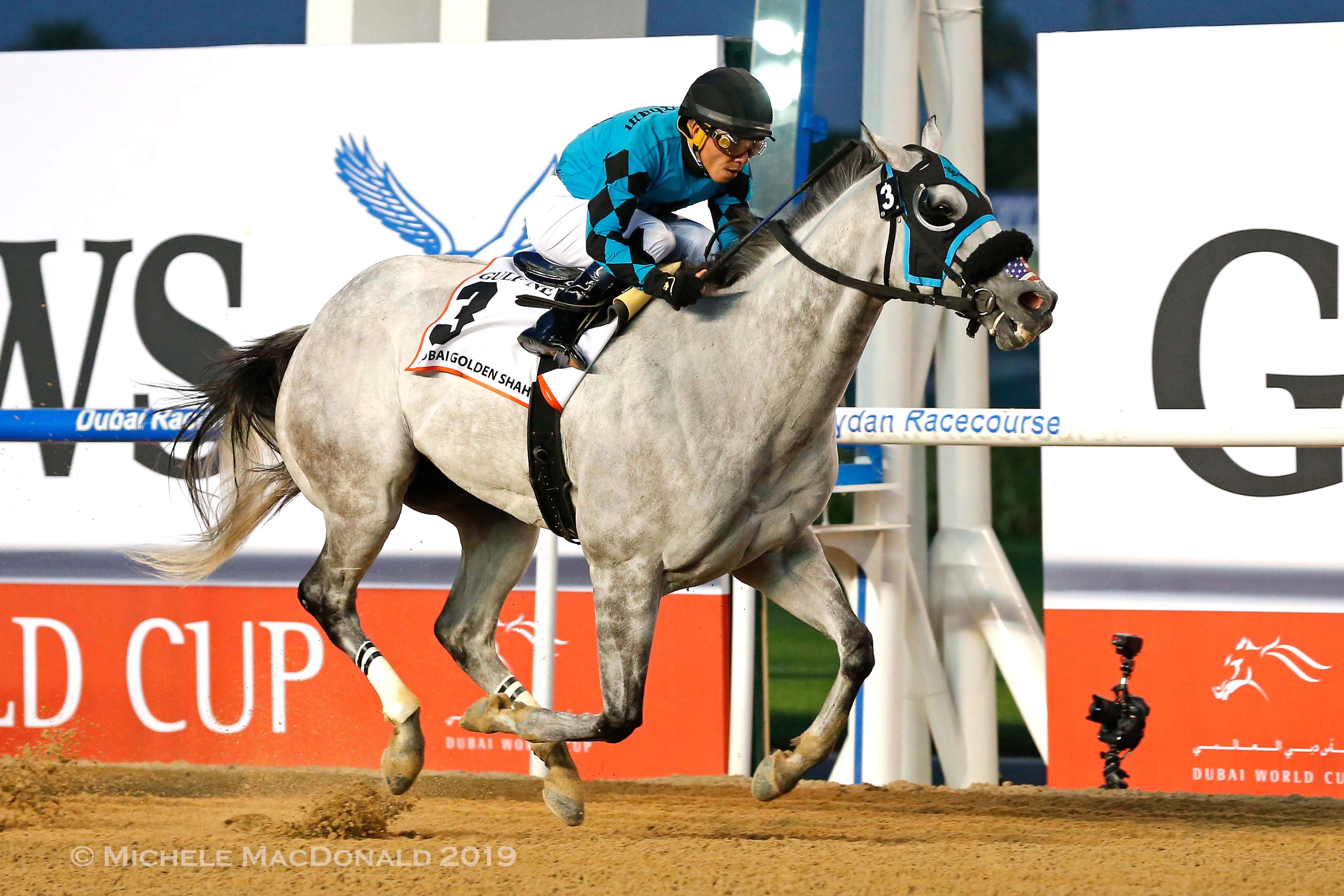 At last! X Y Jet (Emisael Jaramillo) is a comfortable winner of the Golden Shaheen. The Jorge Navarro-trained gray had twice been a narrow runner-up in the race. Photo: Michele MacDonald