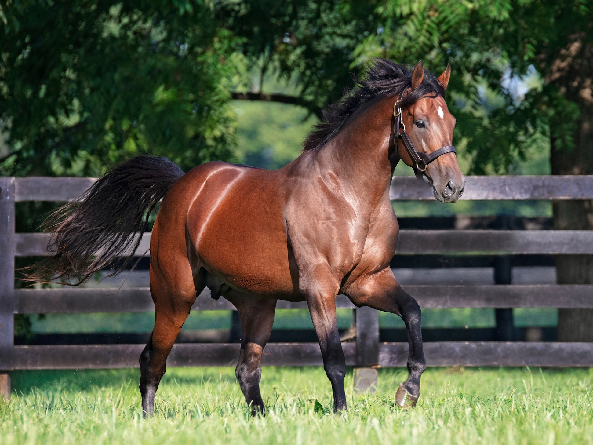 Wicked Strong: “He is a good example,” says B Wayne Hughes. “He’s getting really good-looking horses, and they are selling well. So, if you are going to breed a mare for free, I would breed to Wicked Strong”