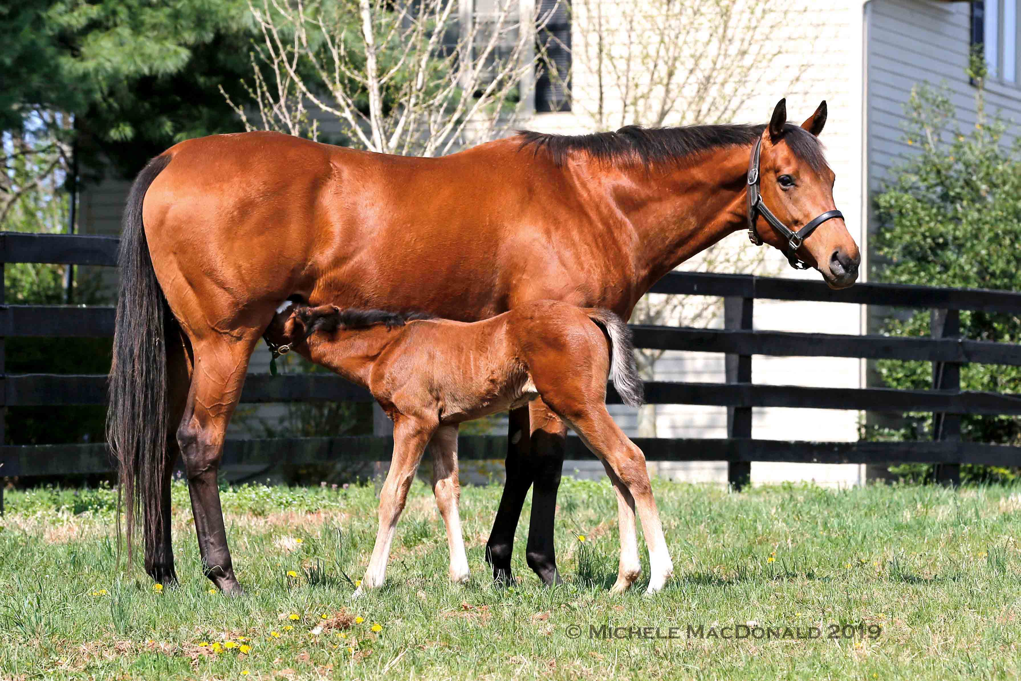 Lady Eli has “really done everything you could ask of a maiden foaling mare as far as accepting the foal and taking care of the foal and teaching him how to behave,” says John Rasmussen. “And the experience has mellowed her.” Photo: Michele MacDonald