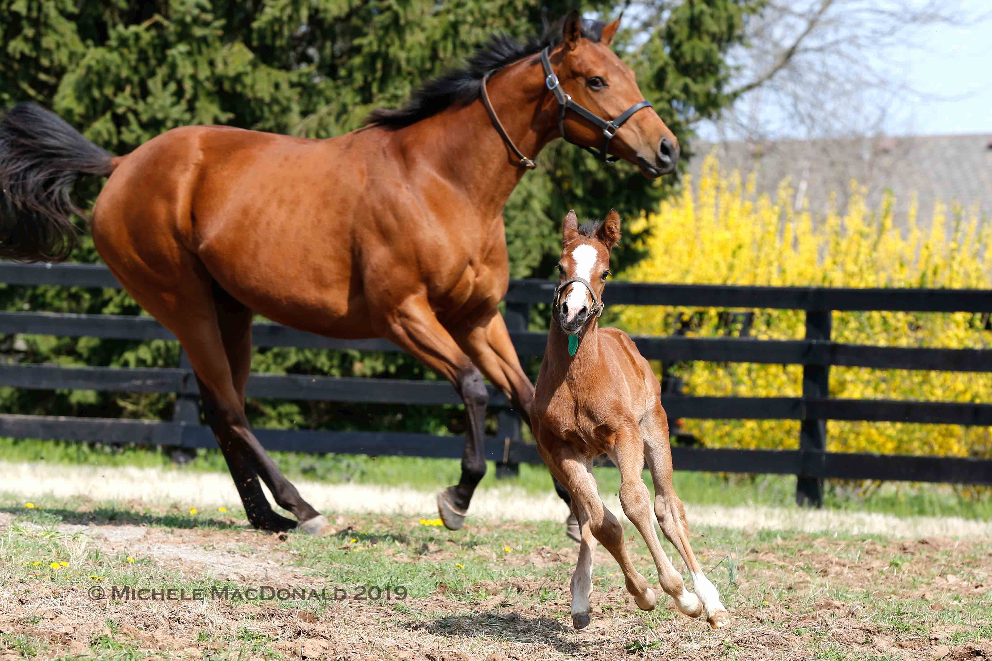 The foal boldly scampers in ever-widening circles, cajoling her to keep up as she shakes her head and strides after him, dutifully intent on keeping her young one in line. Photo: Michele MacDonald