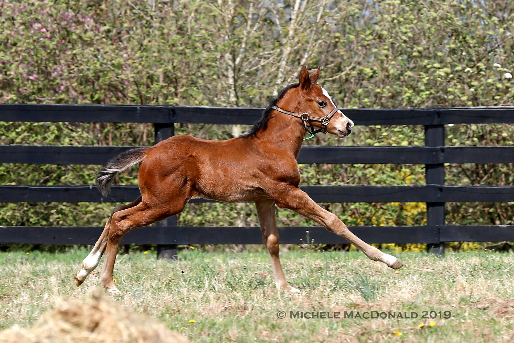 Scene-stealer: “He bounces around and acts like a little man, like a kid at private school waiting for the chauffeur to show up,” says John Sikura. Photo: Michele MacDonald