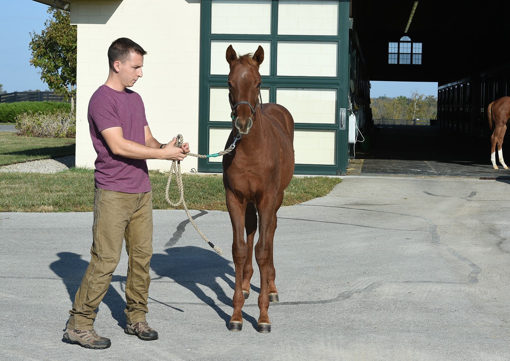 Contender: Vekoma, pictured at the farm as a weanling, is a son of the Lane’s End stallion Candy Ride.  Photo: Mathea Kelley