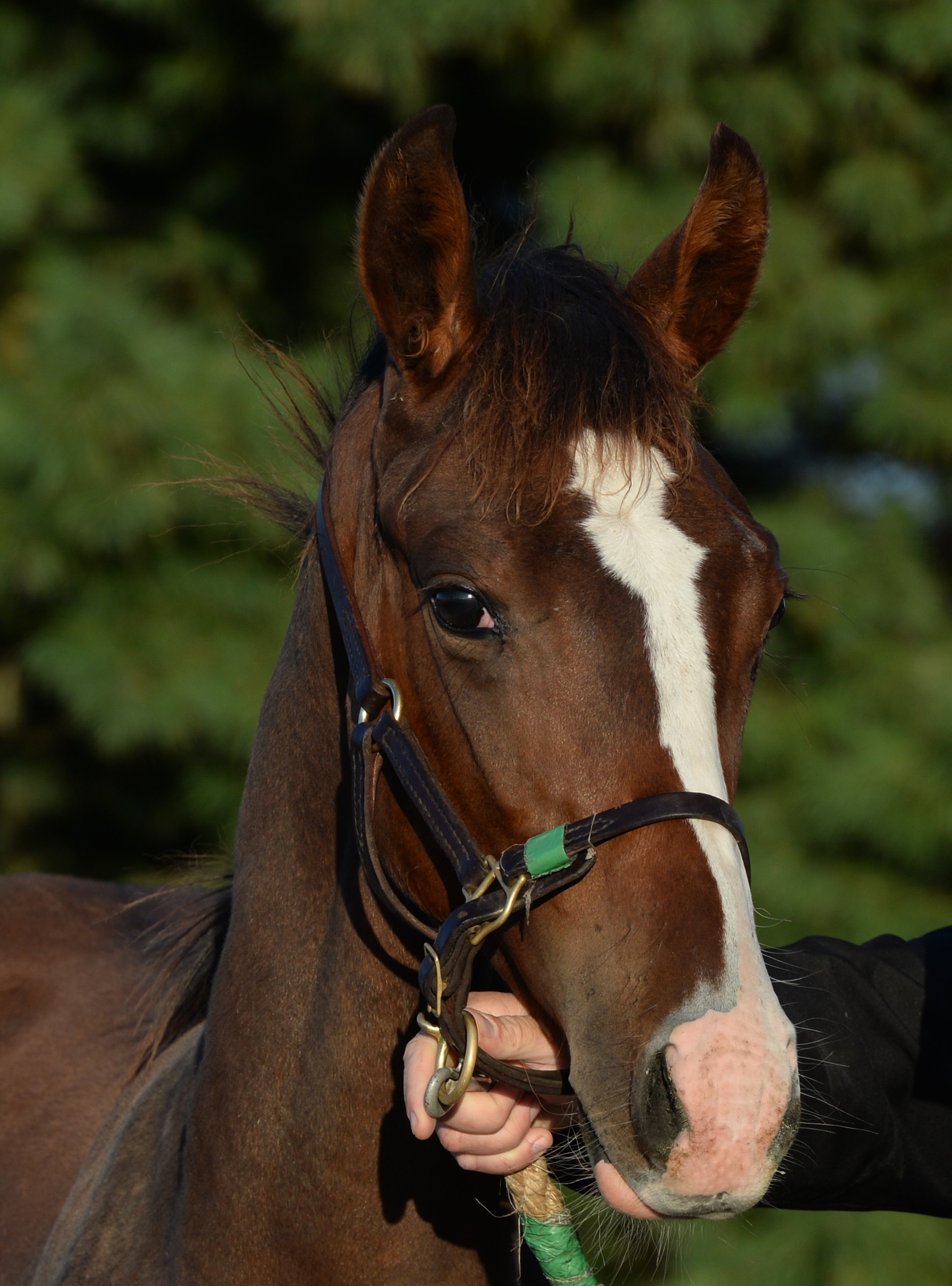 Contender: the young War Of Will at Lane’s End’s Oak Tree division, where he was bred by the Niarchos Family.  Photo: Mathea Kelley