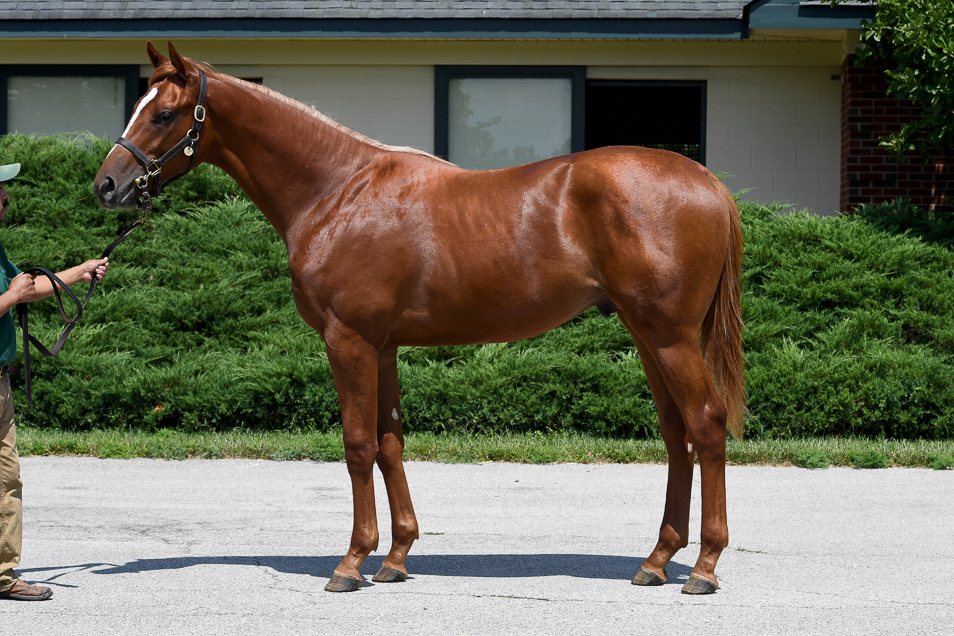 Contender: Country House was born at nearby Three Chimneys Farm but relocated to Lane’s End as a weanling. Photo: Mathea Kelley