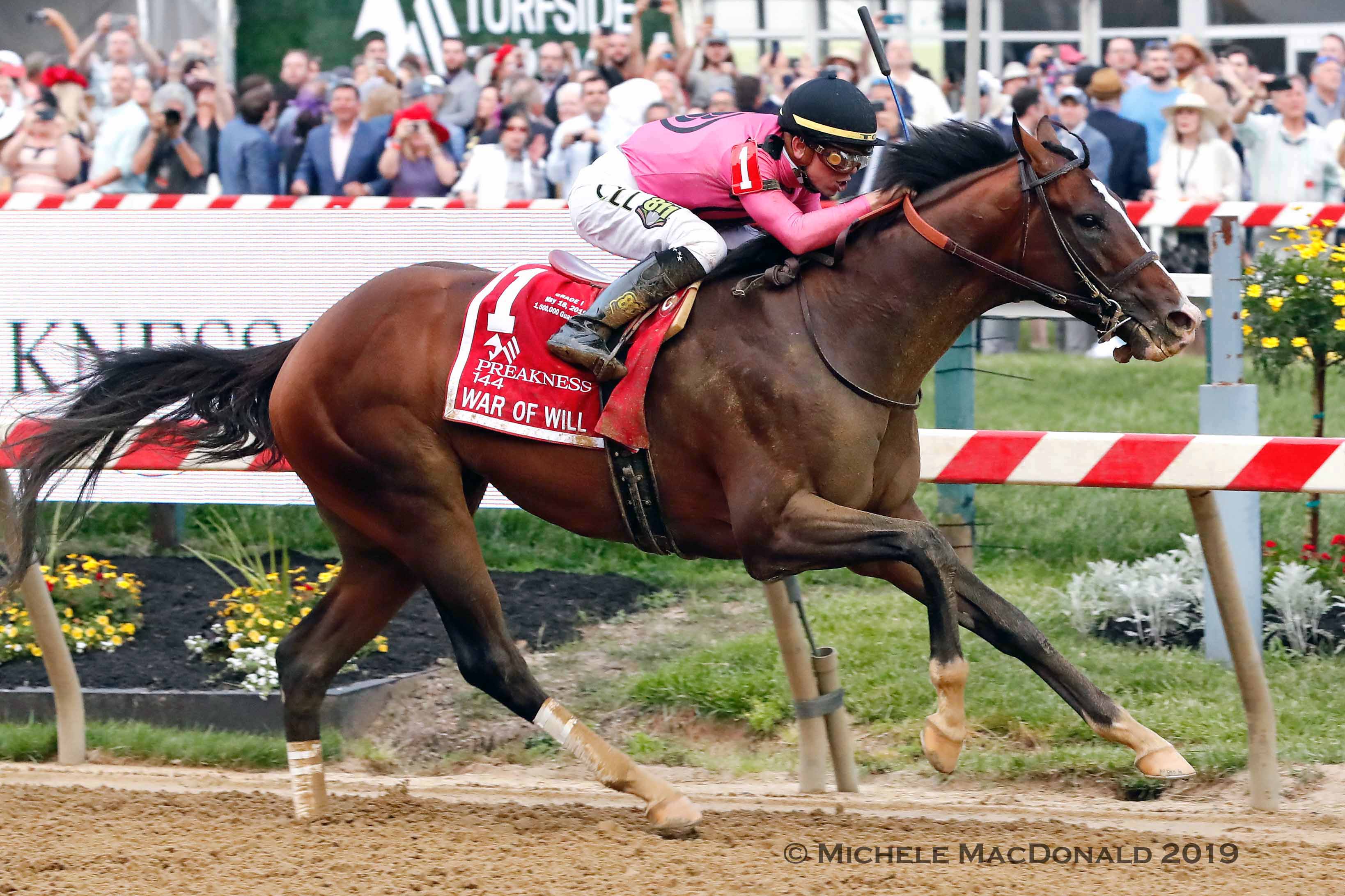 War Of Will, who became War Front’s first dirt classic winner when he took the Preakness last month, goes for more glory in Saturday’s Belmont Stakes. Photo: Michele MacDonald
