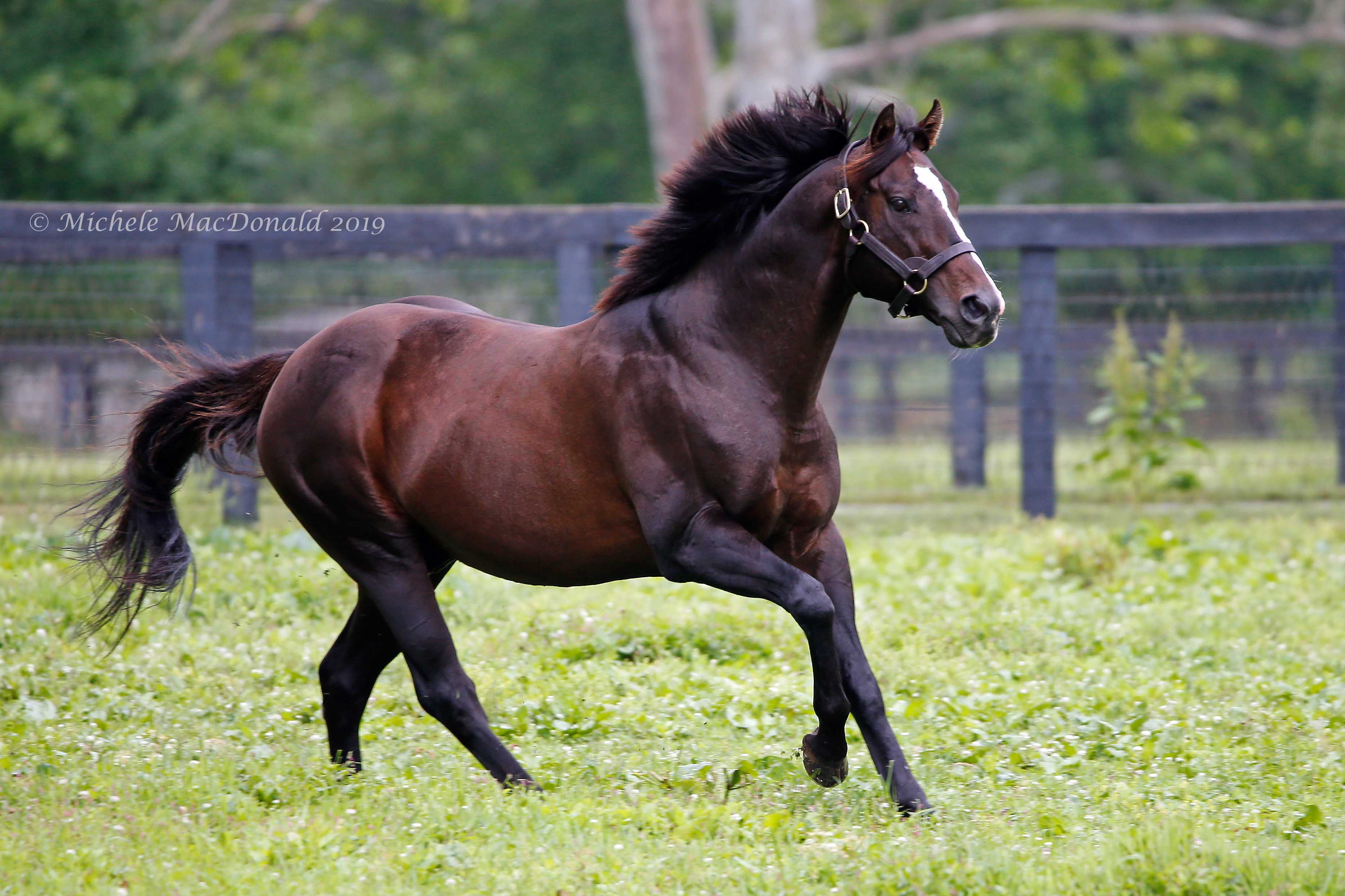 Claiborne ambassador: “War Front is a very smart, intelligent horse,” says groom Kyle Johnson. “He’s kind of the reason a lot people come out to see the stallions.” Photo: Michele MacDonald