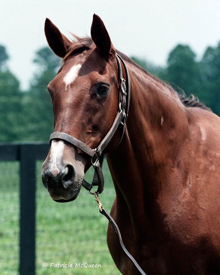 Six Crowns, one of only five Secretariat mares to produce two G1 winners, pictured at Claiborne Farm in 1993. Photo: Patricia McQueen