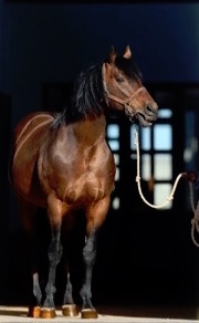 Leading sire Brut Force is one of the stallions at risk. Photo: Dr Amad Ashaab
