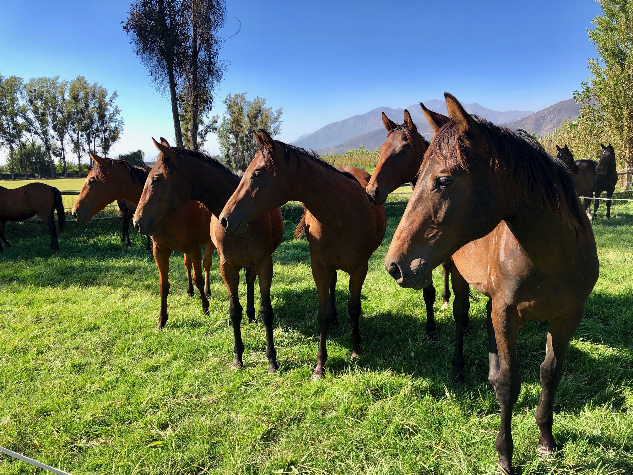 Dead ringers: Haras Sumaya stallion Indian Trail certainly stamps his offspring. Try telling the difference between these yearlings. Photo: Amanda Duckworth