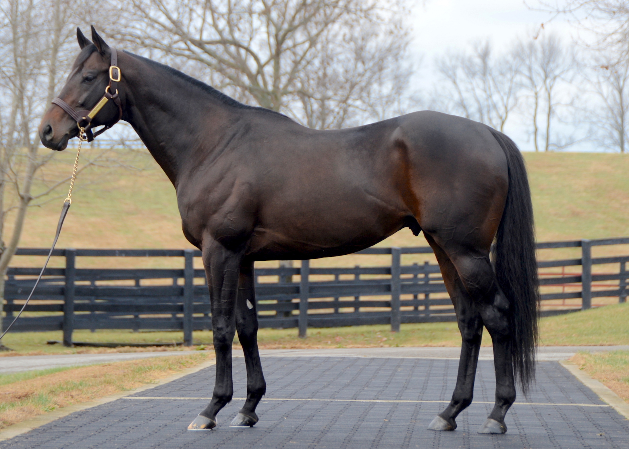 Protonico: “He is really handsome, and I am very happy with what I am seeing from his foals,” says Haras Sumaya’s Oussama Aboughazale. Photo: Laura Richard