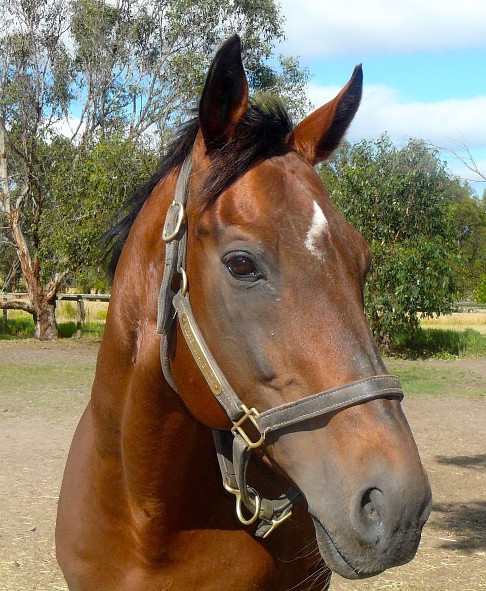 Golden Snake: “I look at him every day, and even now I pinch myself thinking what a stunning horse he is to look at,” says Julie Nairn. Photo: Julie Nairn