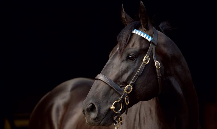 Brazen Beau: early indications are that the market may have underestimated him as a Northern Hemisphere speed sire. Photo: Darley