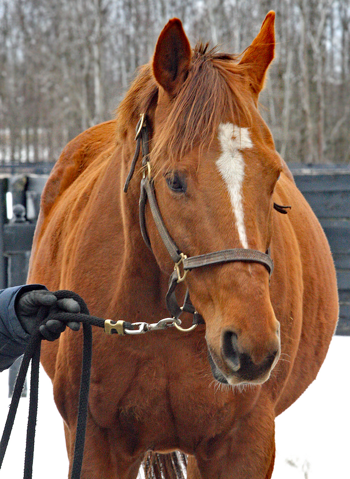 2010 Queen’s Plate winner Big Red Mike, probably LongRun’s best-known resident, has now been adopted. Photo: Emily Shields