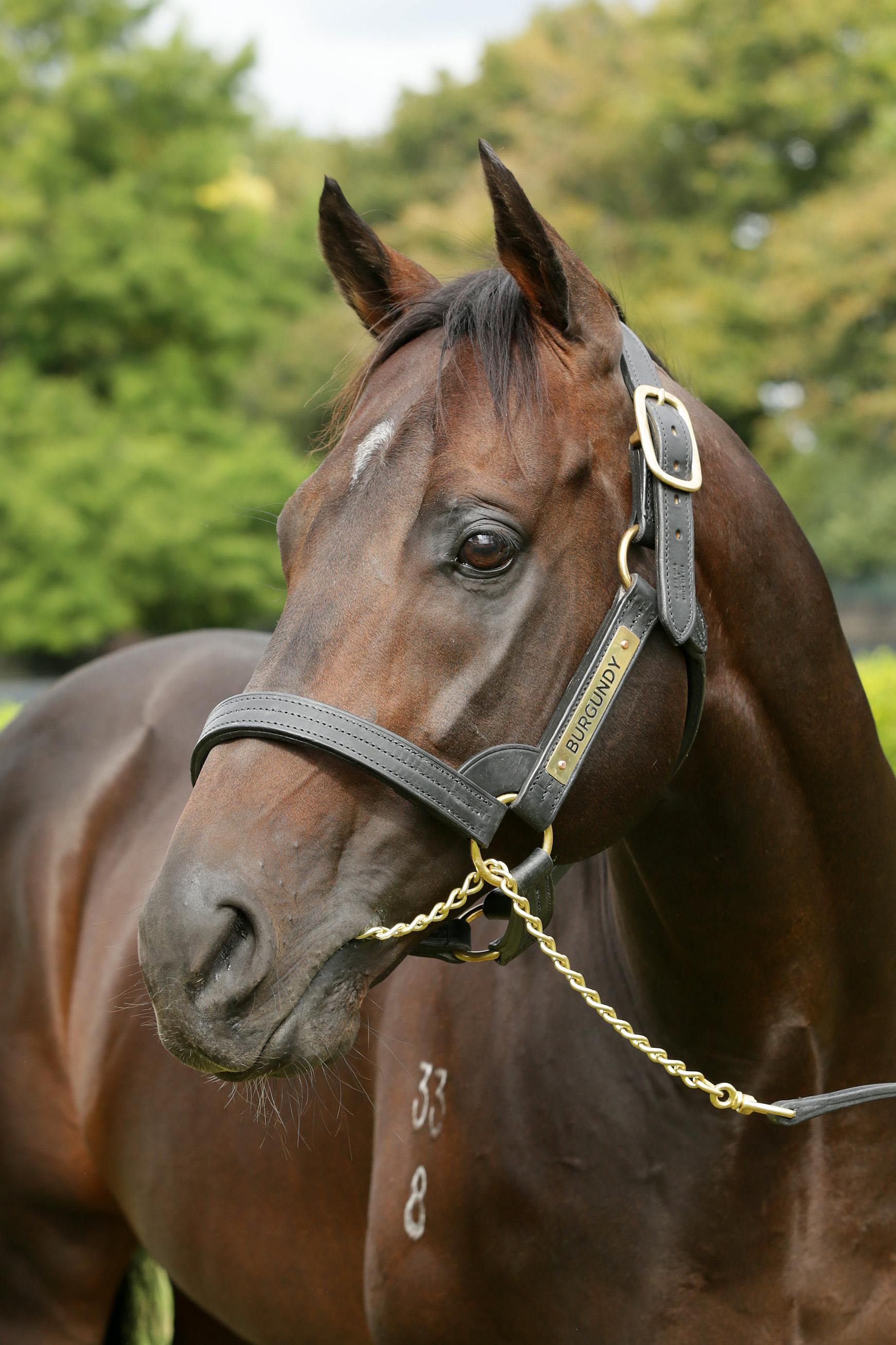 Cambridge Stud resident Burgundy is New Zealand’s champion second-season sire