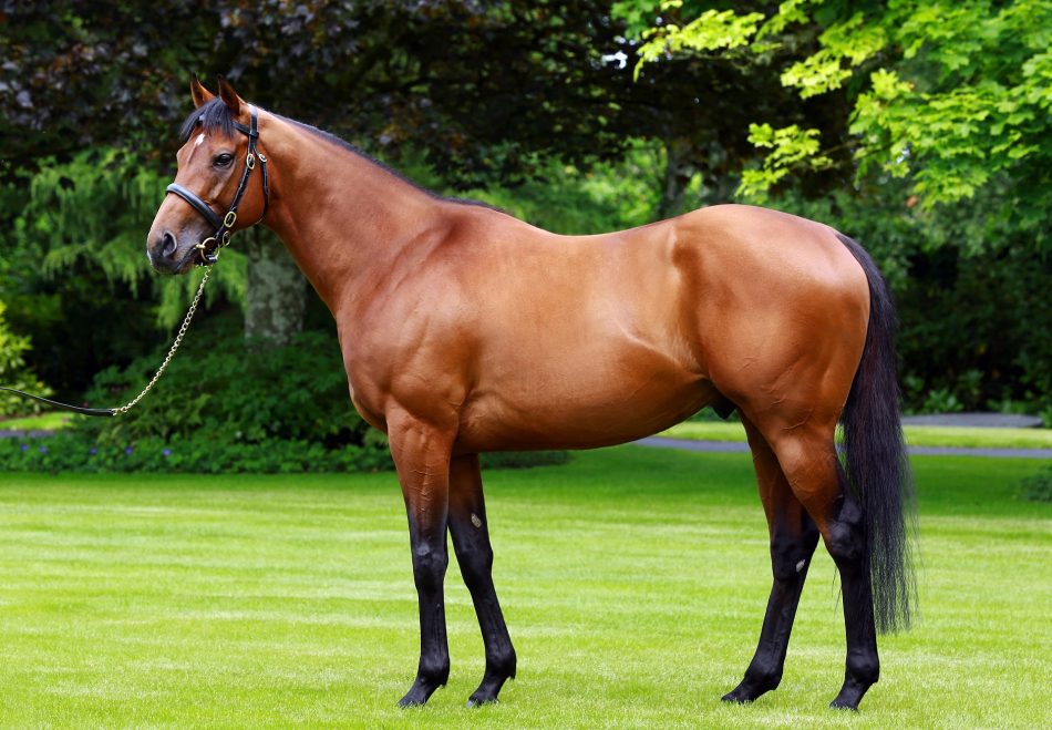 The Gurkha, one of the young potential star stallions with first-crop yearlings on sale at Deauville, including a colt “who is probably our star”, according to Jean-Pierre de Gaste, president of Haras de Gouffern, who are working with leading American consignor Taylor Made Sales. Photo: Coolmore.com