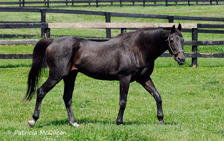 Big and beautiful: D’Accord in 2009 was a lot of fun - and sometimes a challenge. Photo: Patricia McQueen