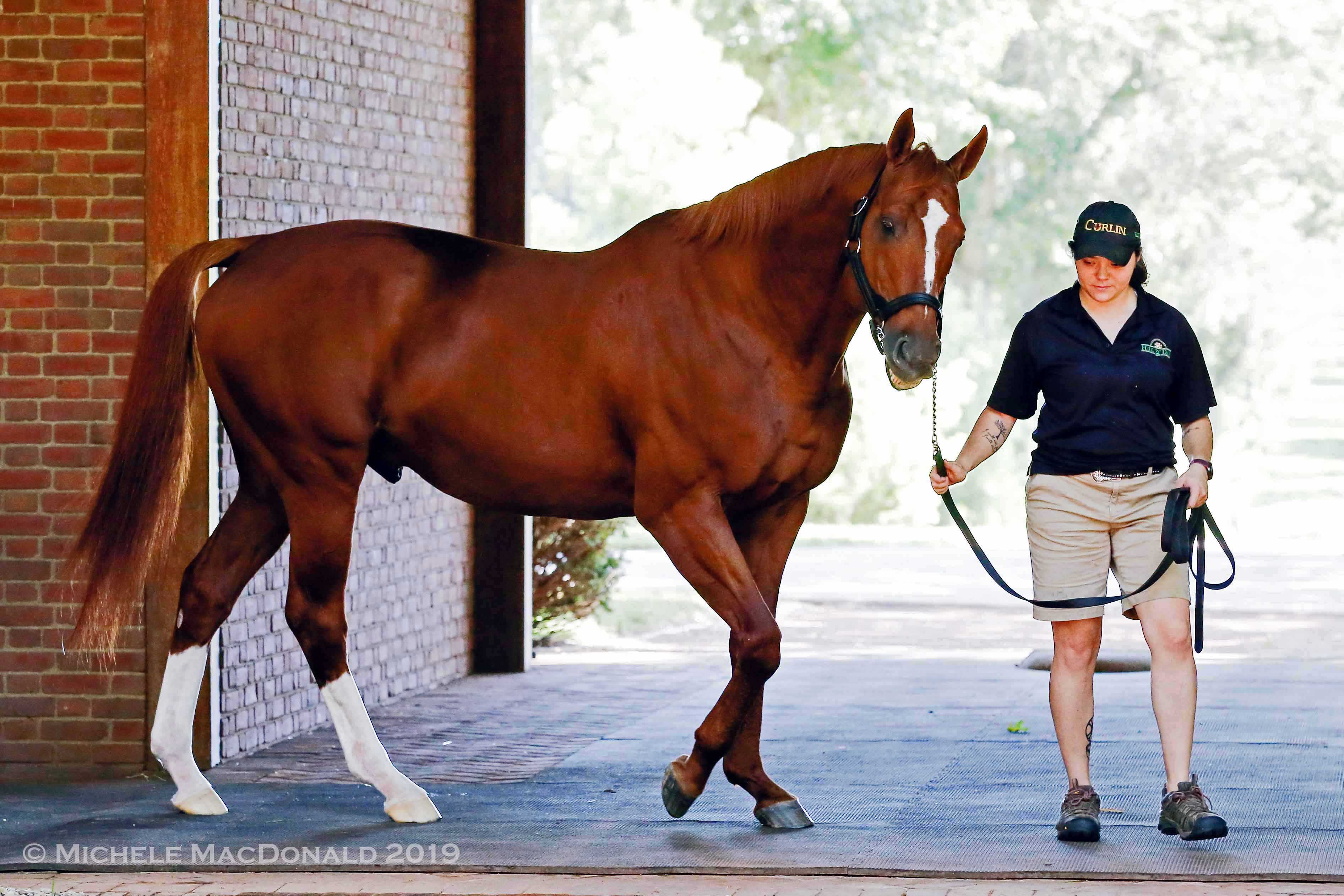 Curlin at Hill ‘n’ Dale: the world’s top-ranked dirt with groom Christina Zurick. Photo: Michele MacDonald