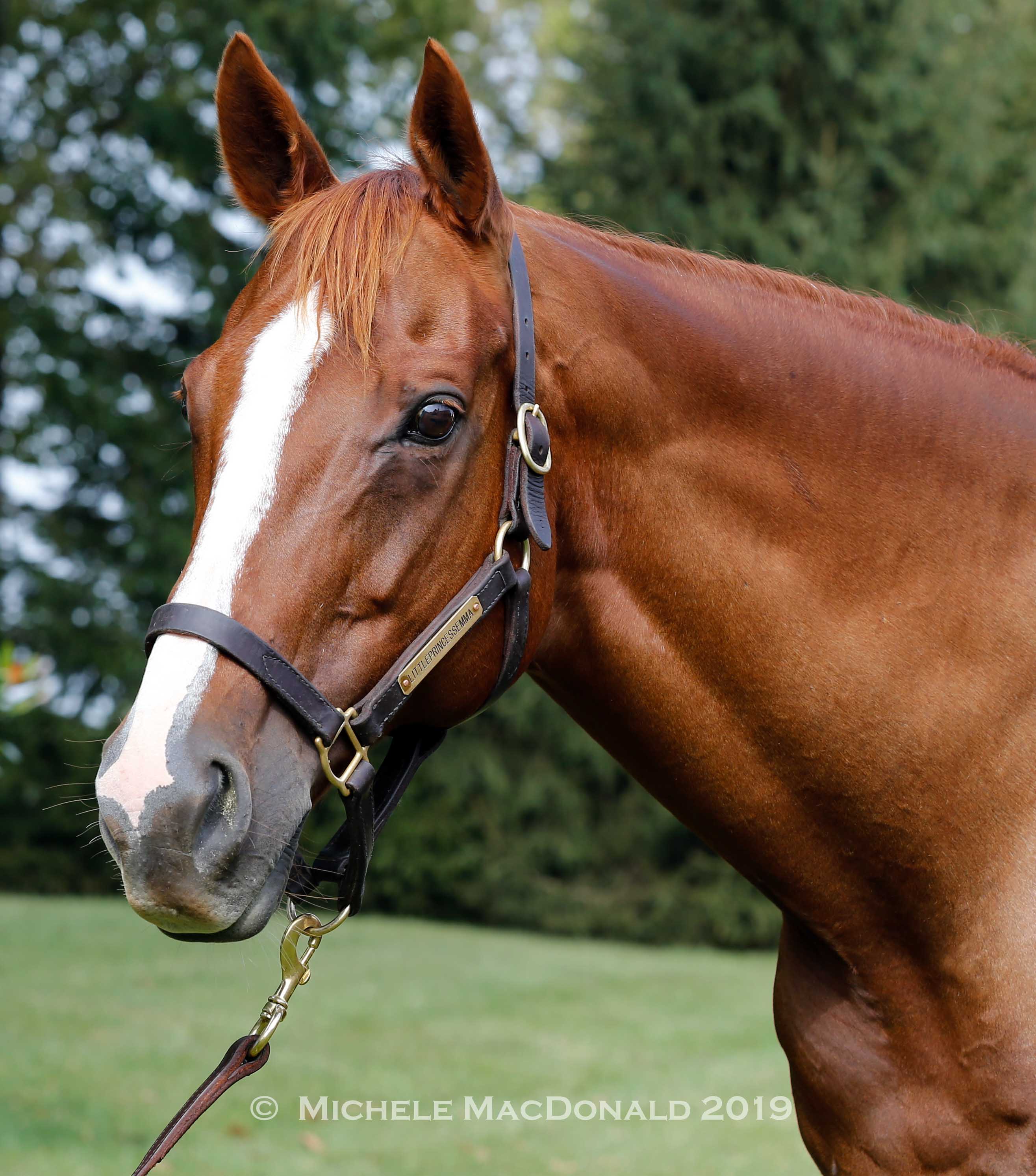 Superstar mother: “Littleprincessemma has never been aggressive with anybody in the stall with her, whether she had a foal or not. She’s just a dream to be around,” says Jane Lyon. Photo: Michele MacDonald