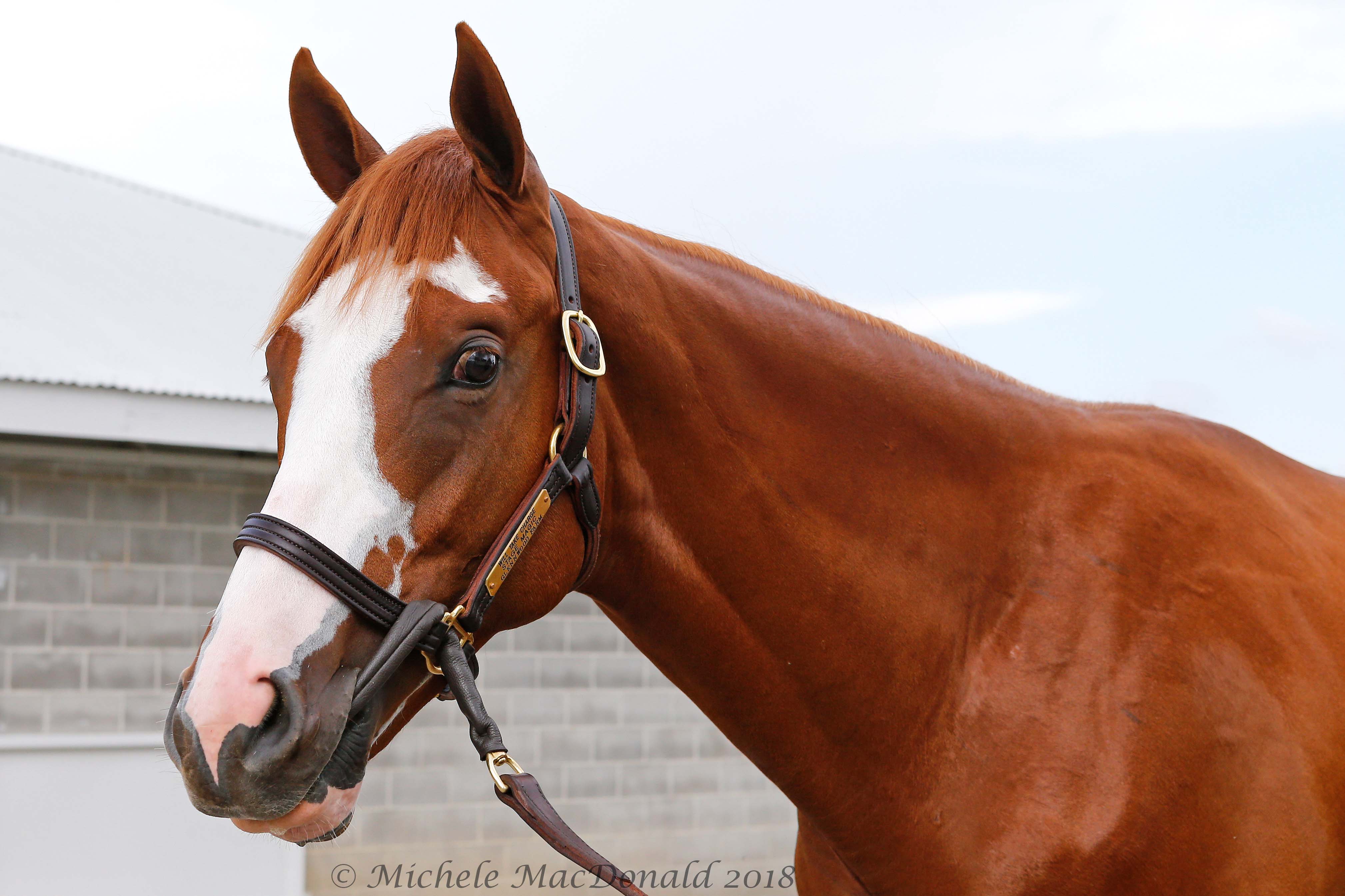 Justify’s juvenile half-brother One More City, a son of Will Take Charge, is currently being prepared for racing at a pre-training center. Photo: Michele MacDonald