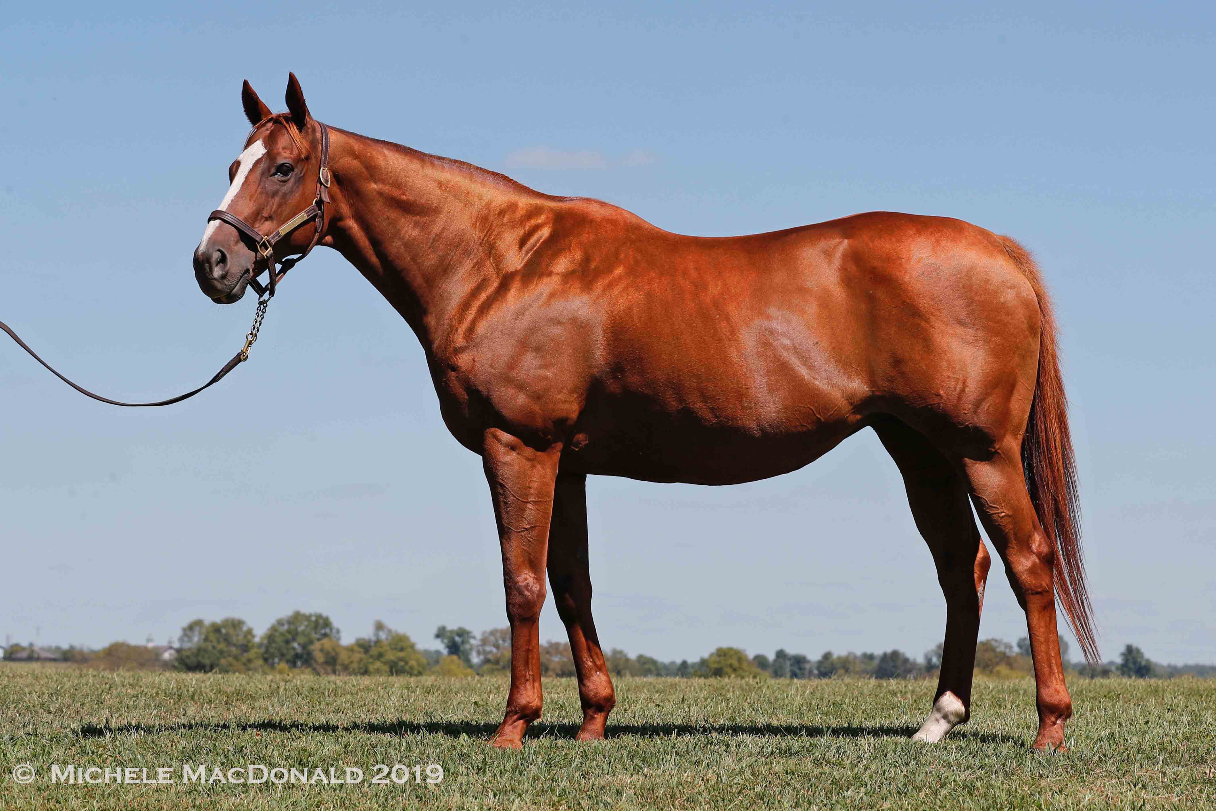 Justify’s dam, Stage Magic: “You will see the resemblance that Justify has to her,” says Tanya Gunther. “There is no doubt in my mind that she played a significant role in him.” Photo: Michele MacDonald