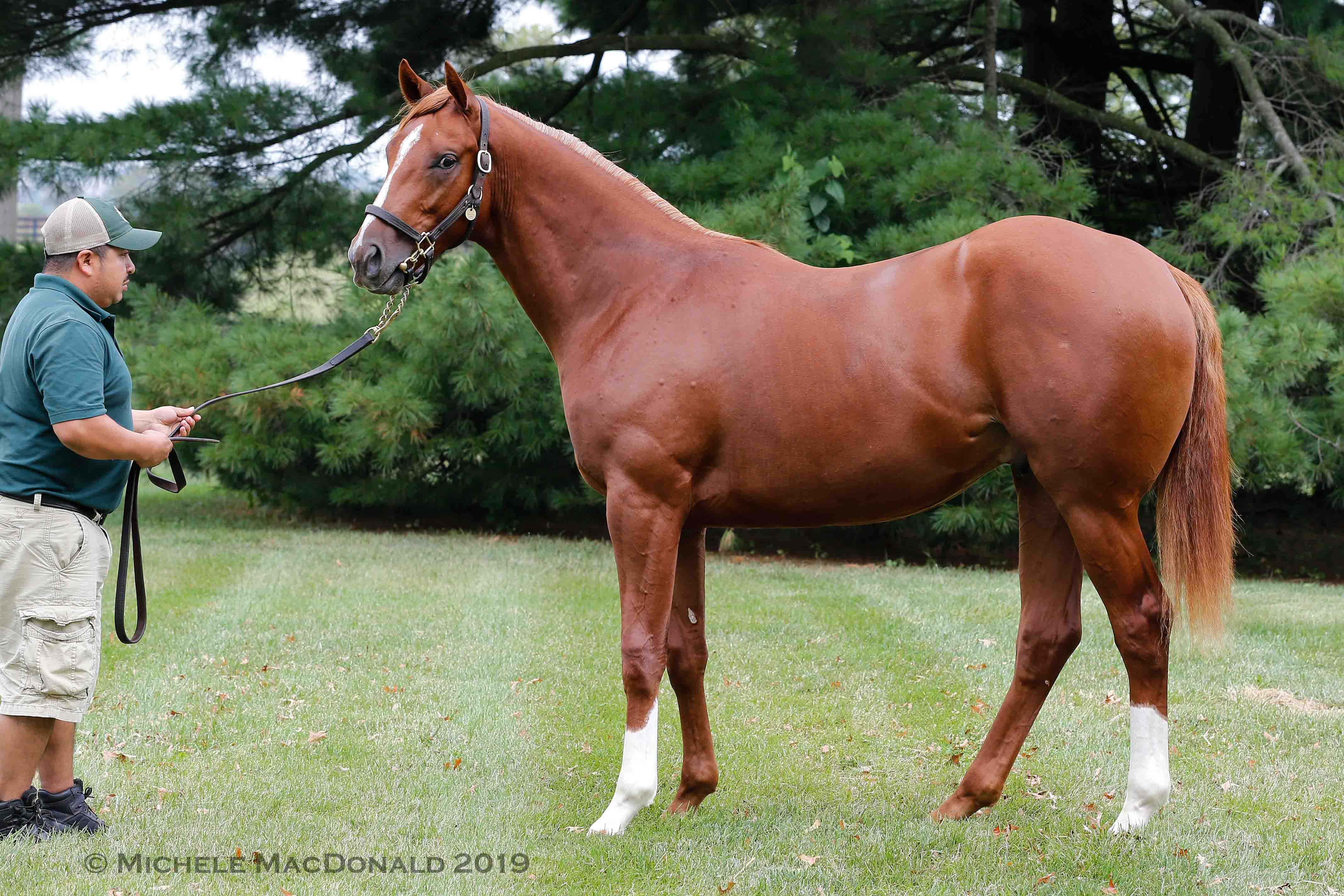 Littleprincessemma’s Tapit yearling Triple Tap is part of Jane Lyon’s new strategy of racing a few select colts with hopes of developing top stallion prospects. Photo: Michele MacDonald